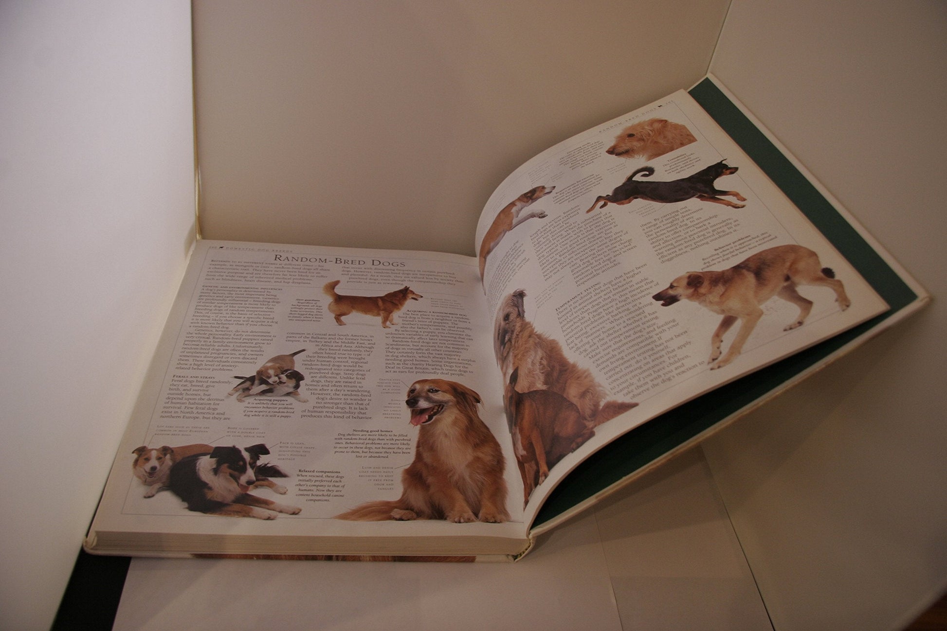 Encyclopedia of the Dog used book depot