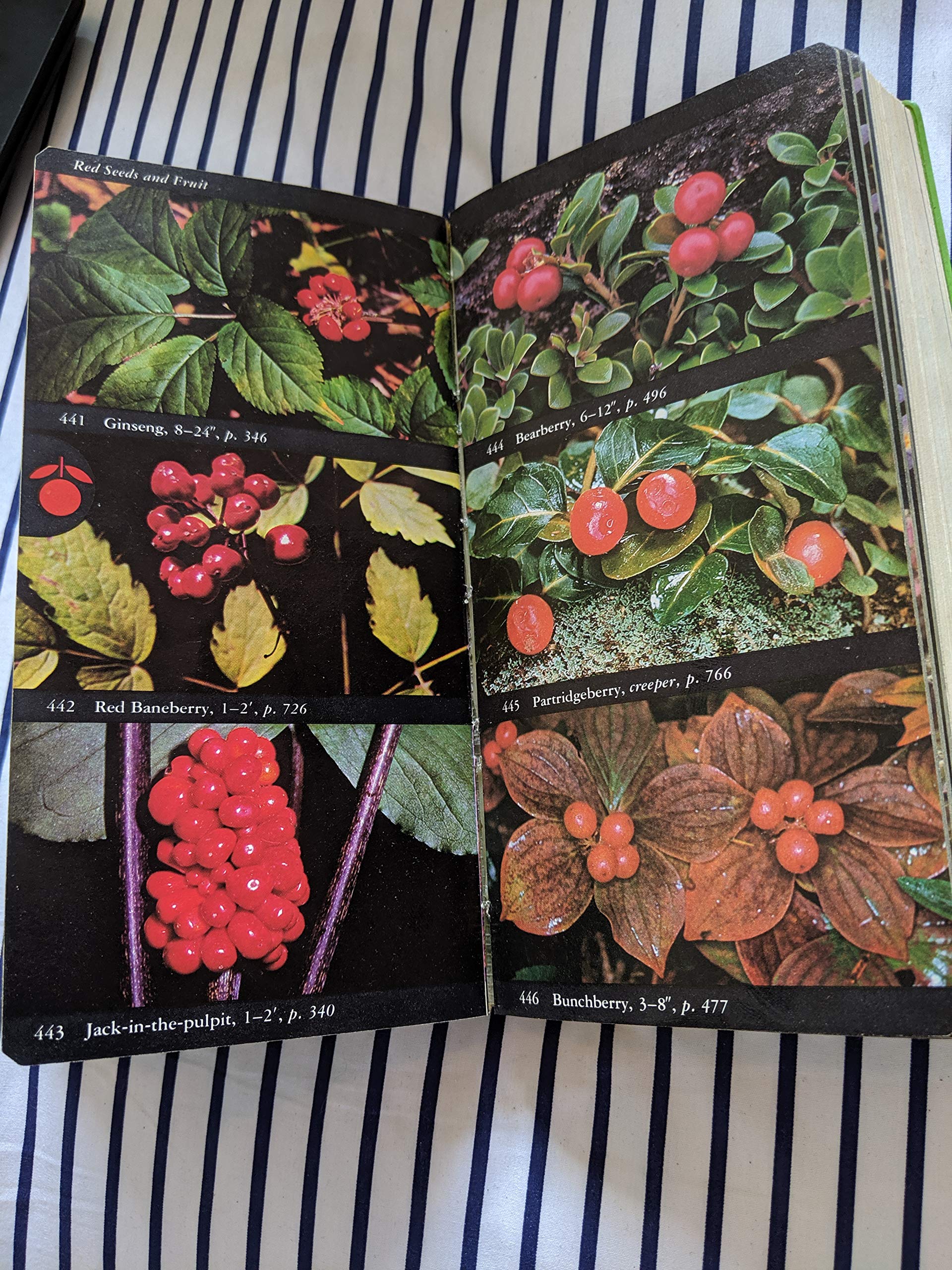 National Audubon Society Field Guide to North American Wildflowers (Eastern Region) used book depot