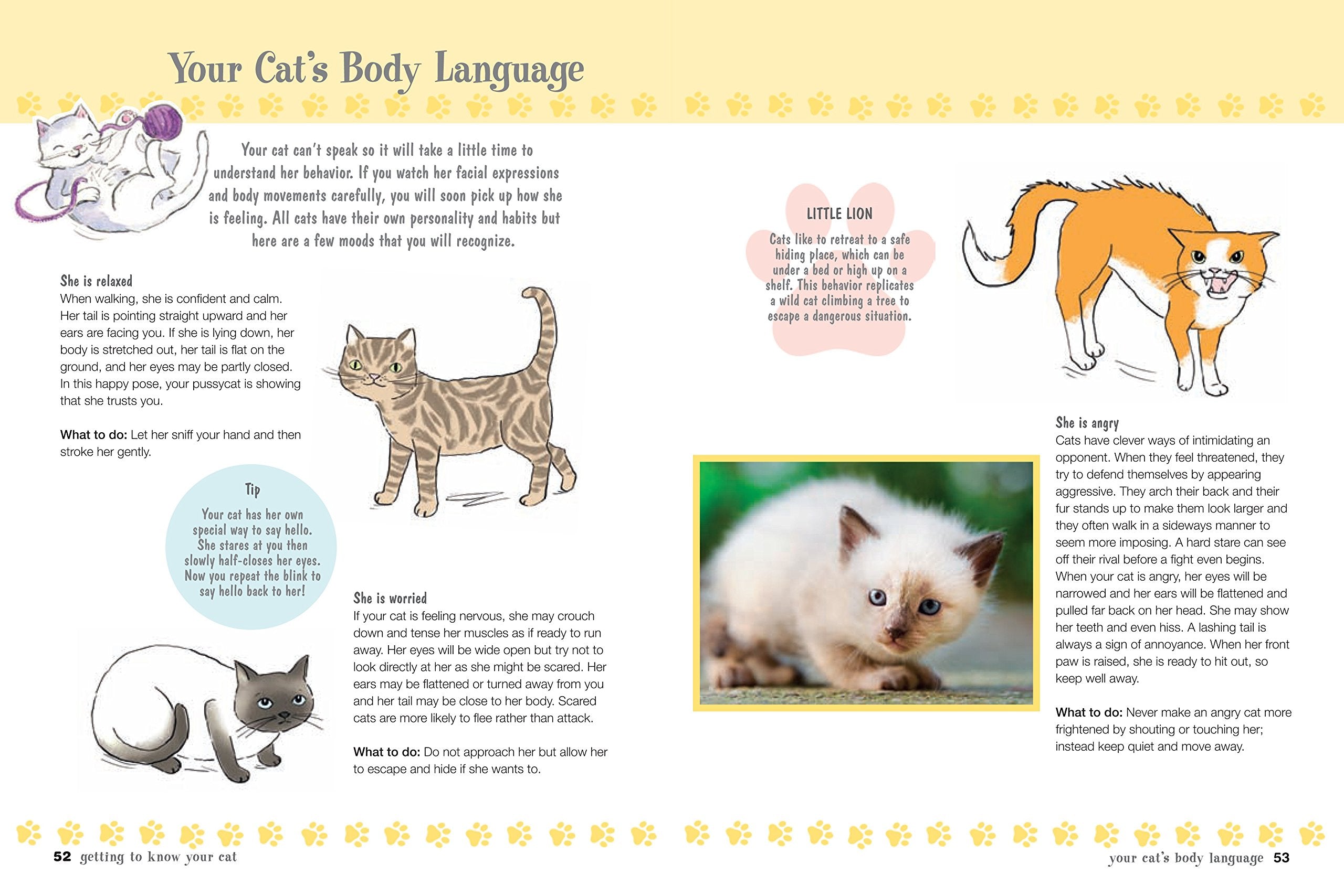 My First Cat Book: Simple and fun ways to care for your feline friend for kids aged 7+ used book depot