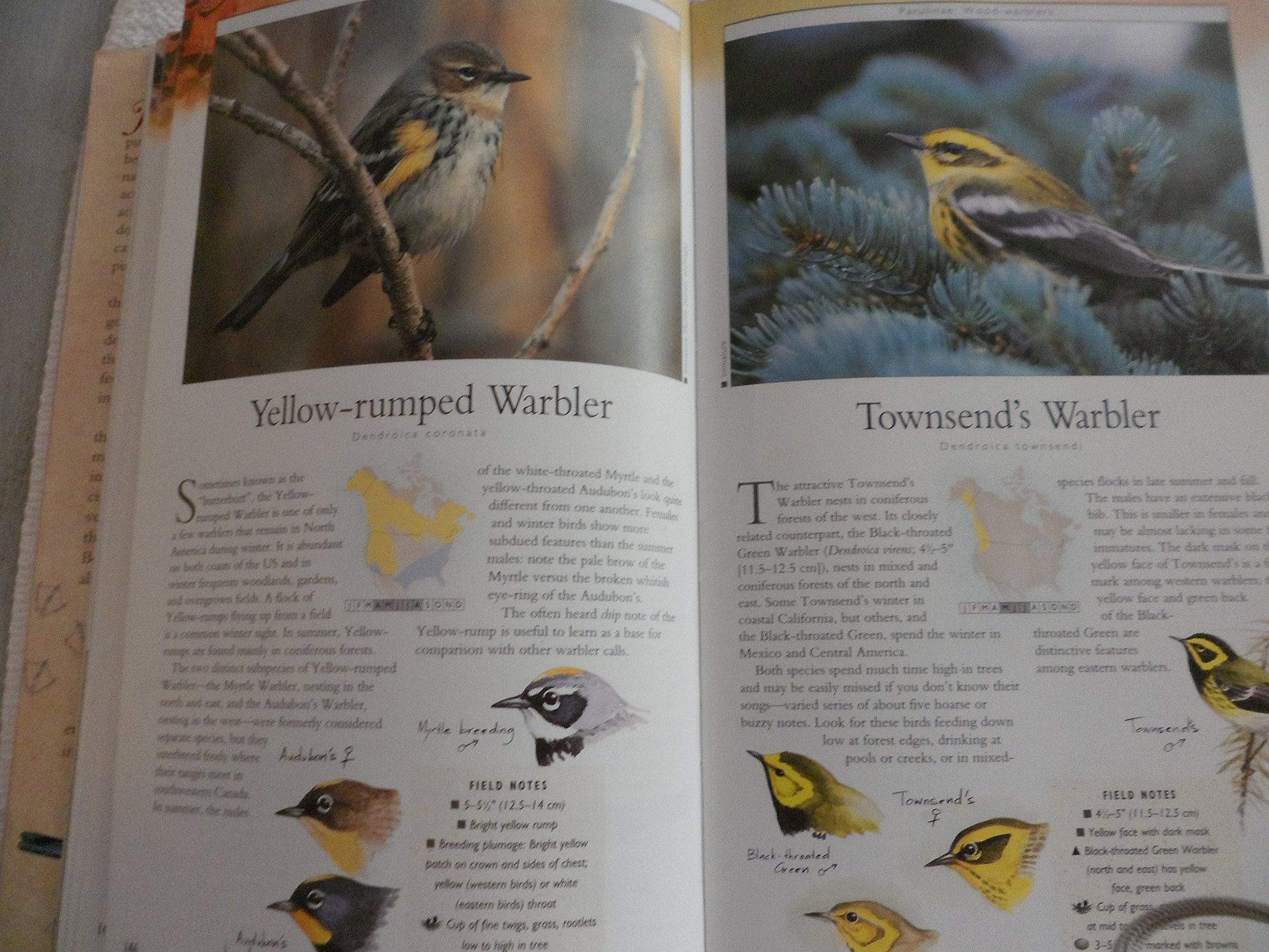 Birding (Nature Company Guides) used book depot