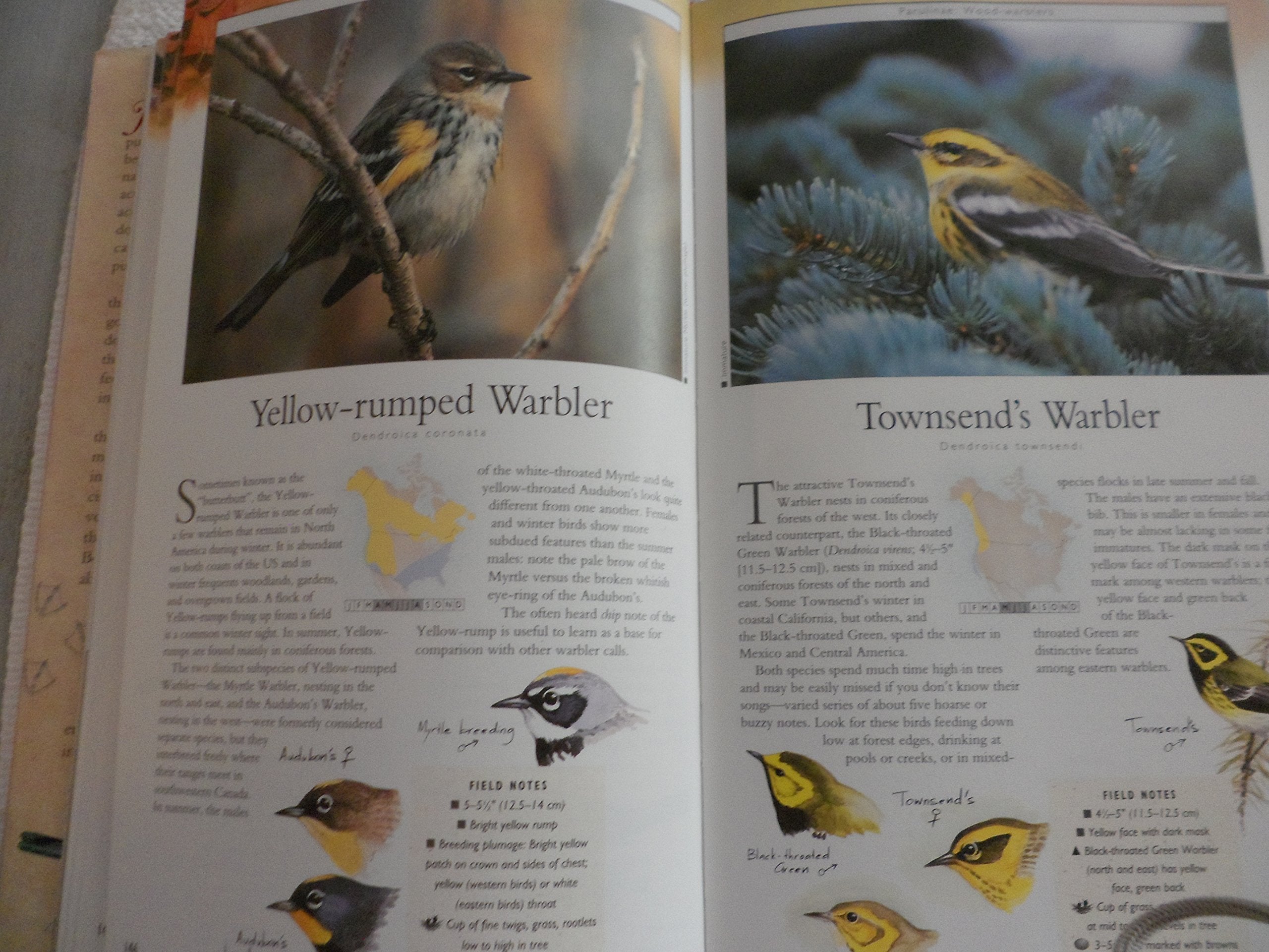 Birding (Nature Company Guides) used book depot