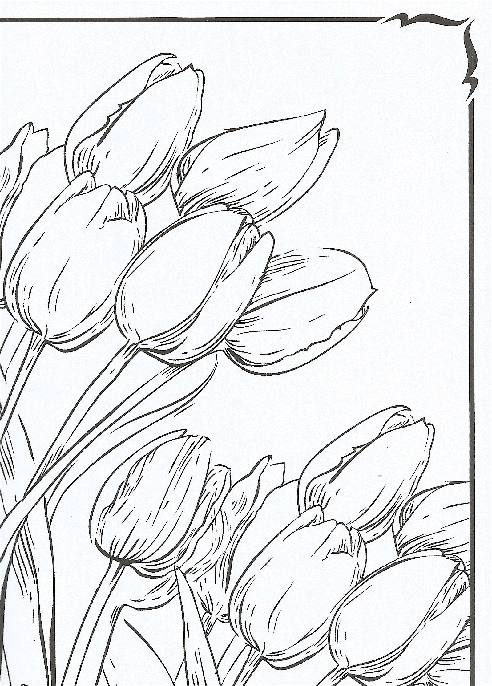 Flowers Coloring Book: Beautiful Pictures from the Garden of Nature (Chartwell Coloring Books, 2) used book depot