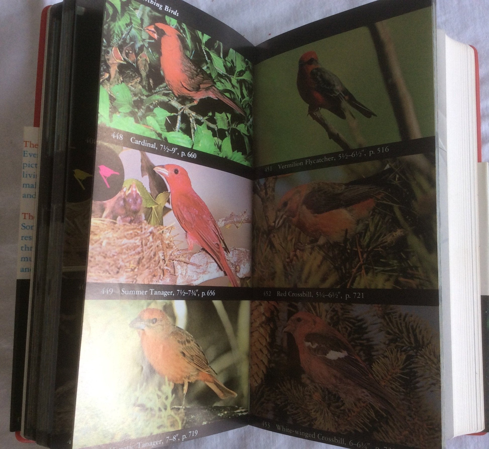 The Audubon Society Field Guide to North American Birds: Western Region (Audubon Society Field Guide Series) used book depot