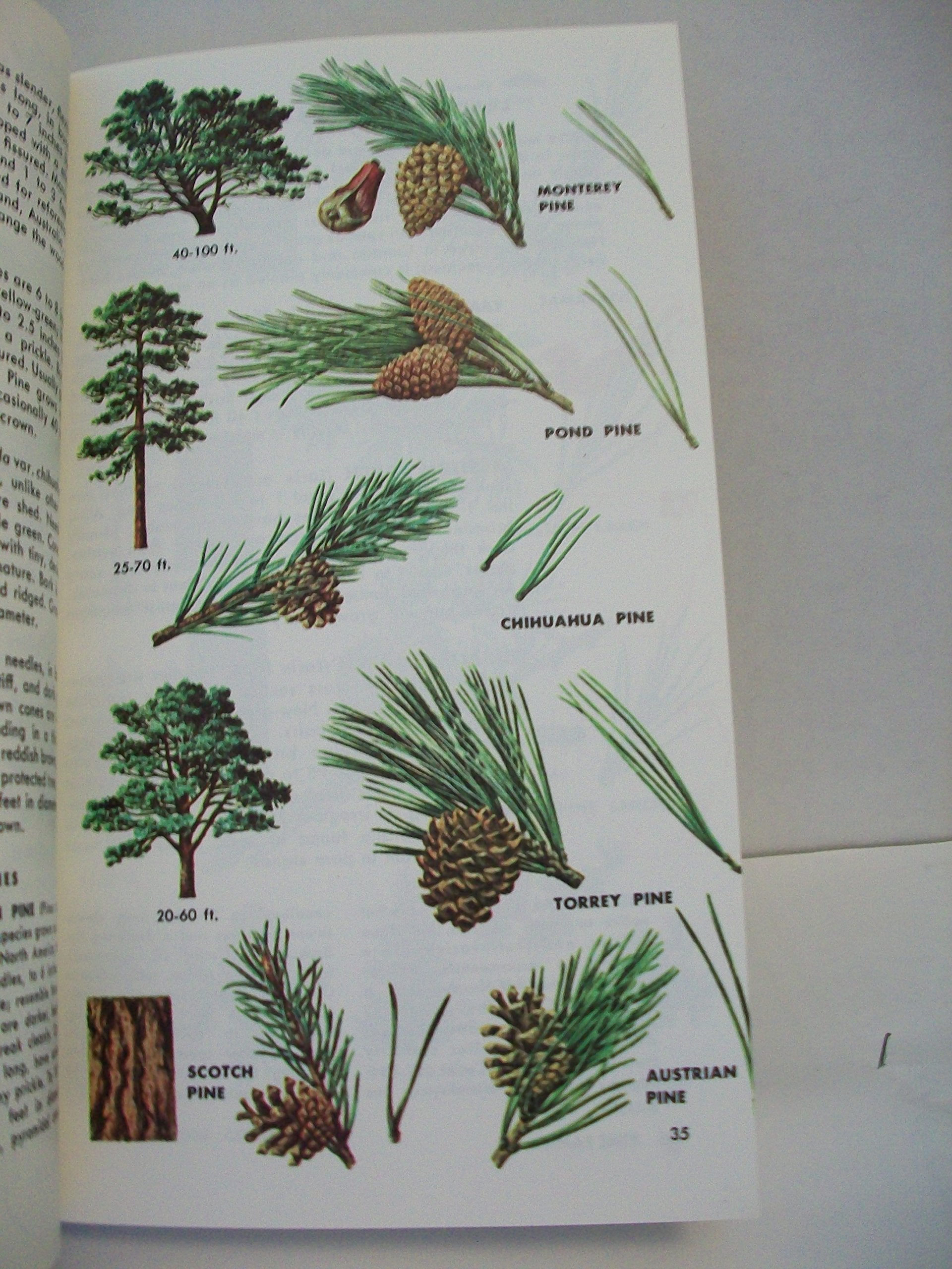TREES OF NORTH AMERICA - A GUIDE TO FIELD IDENTIFICATION used book depot