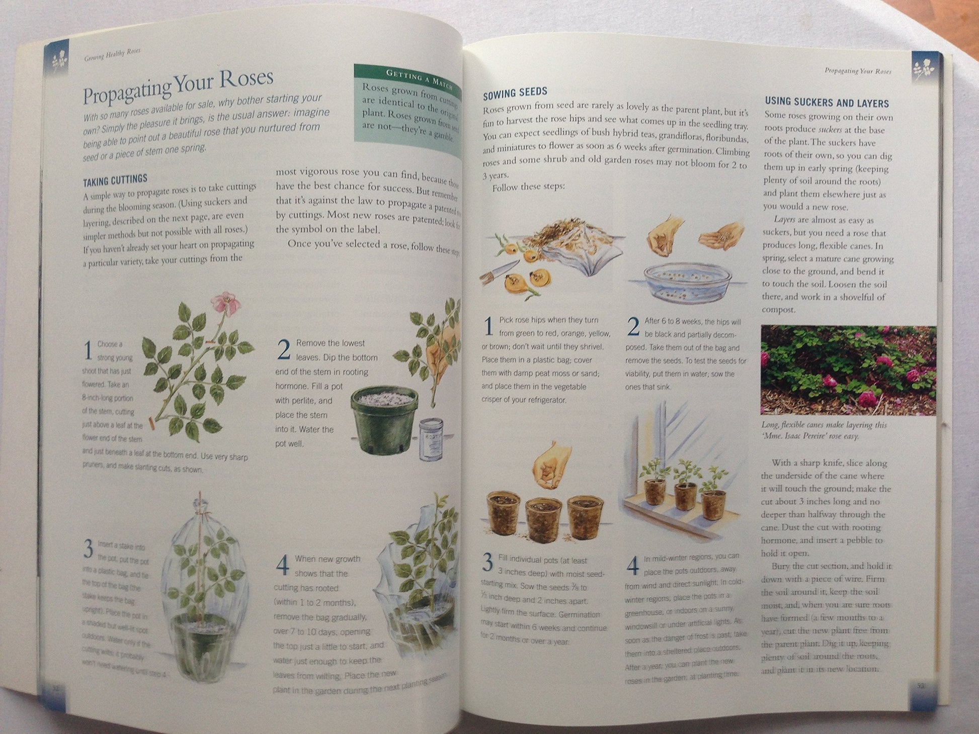 Roses: Placing Roses, Planting & Care, The Best Varieties used book depot