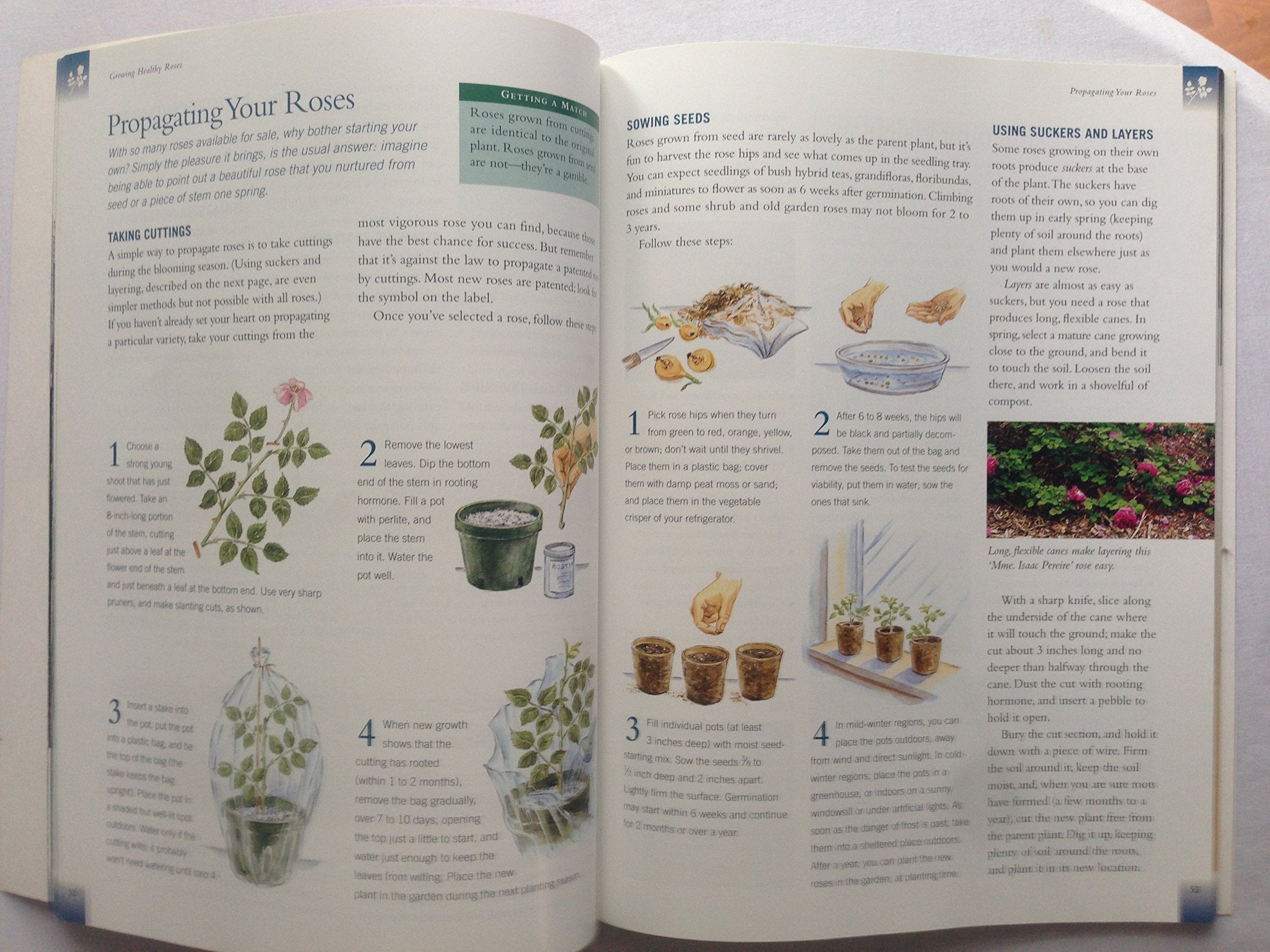 Roses: Placing Roses, Planting & Care, The Best Varieties used book depot