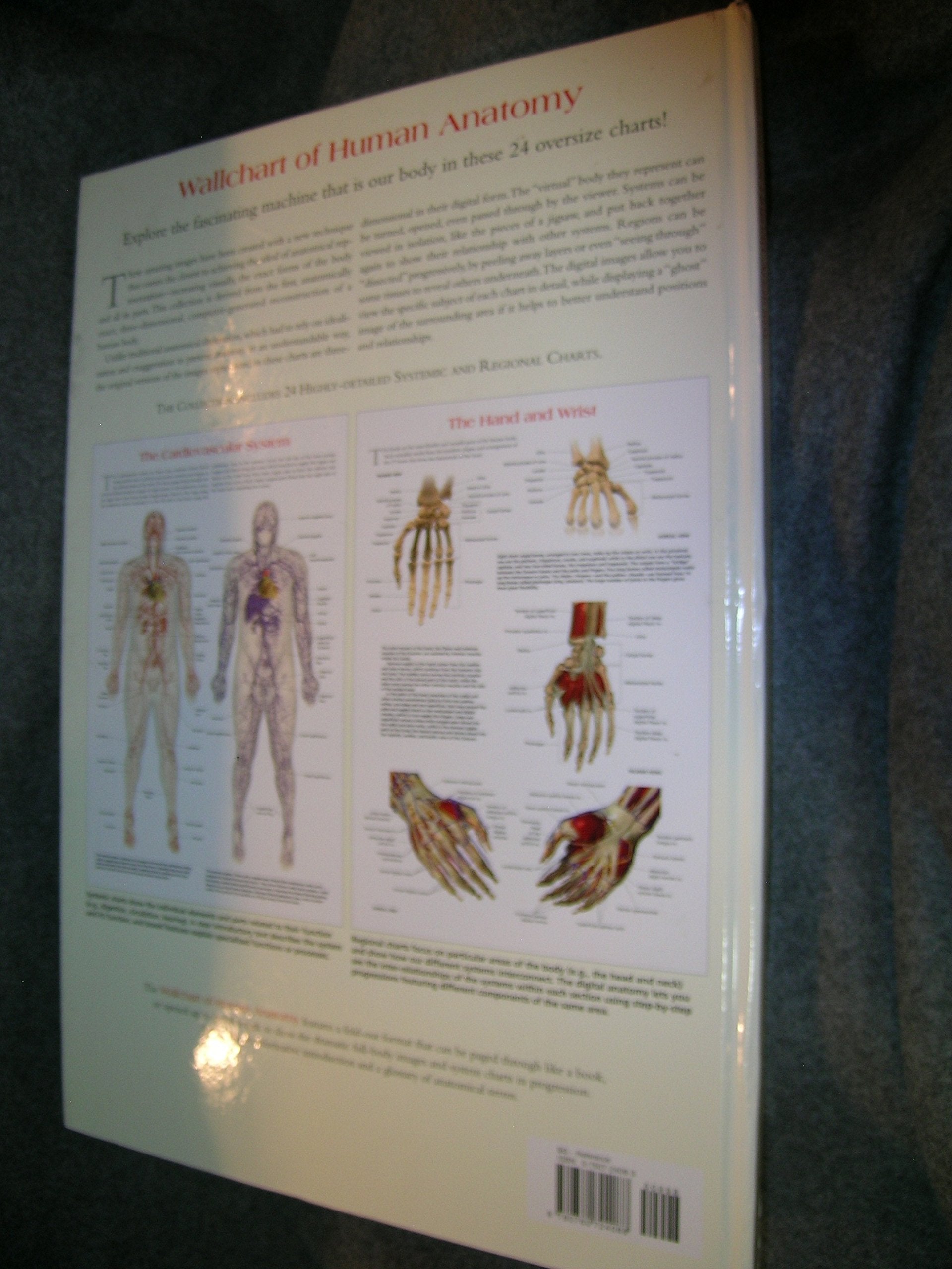 Wallchart of Human Anatomy: 3 D Full-Body Images, Detailed System Charts used book depot