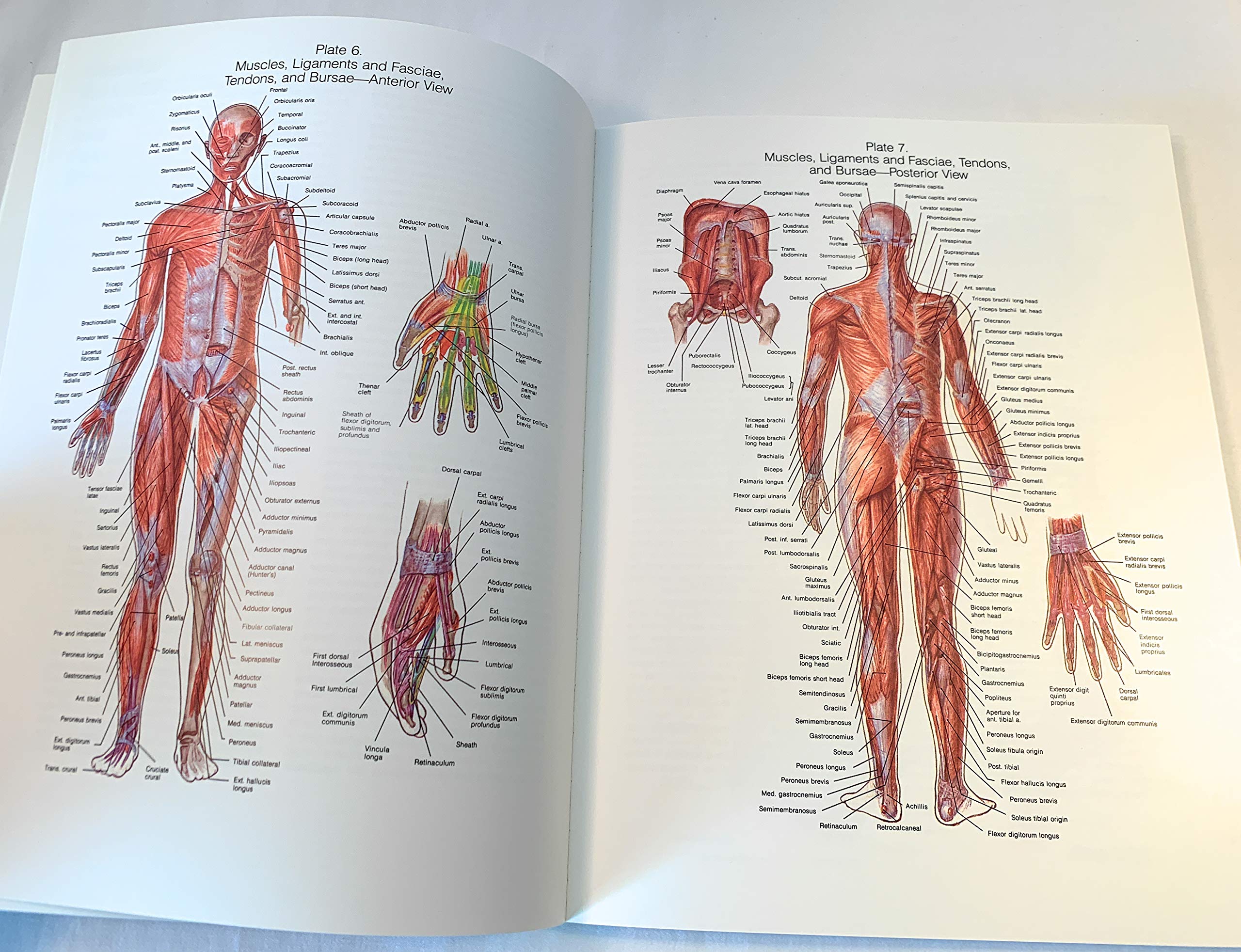 The Johns Hopkins Atlas of Human Functional Anatomy