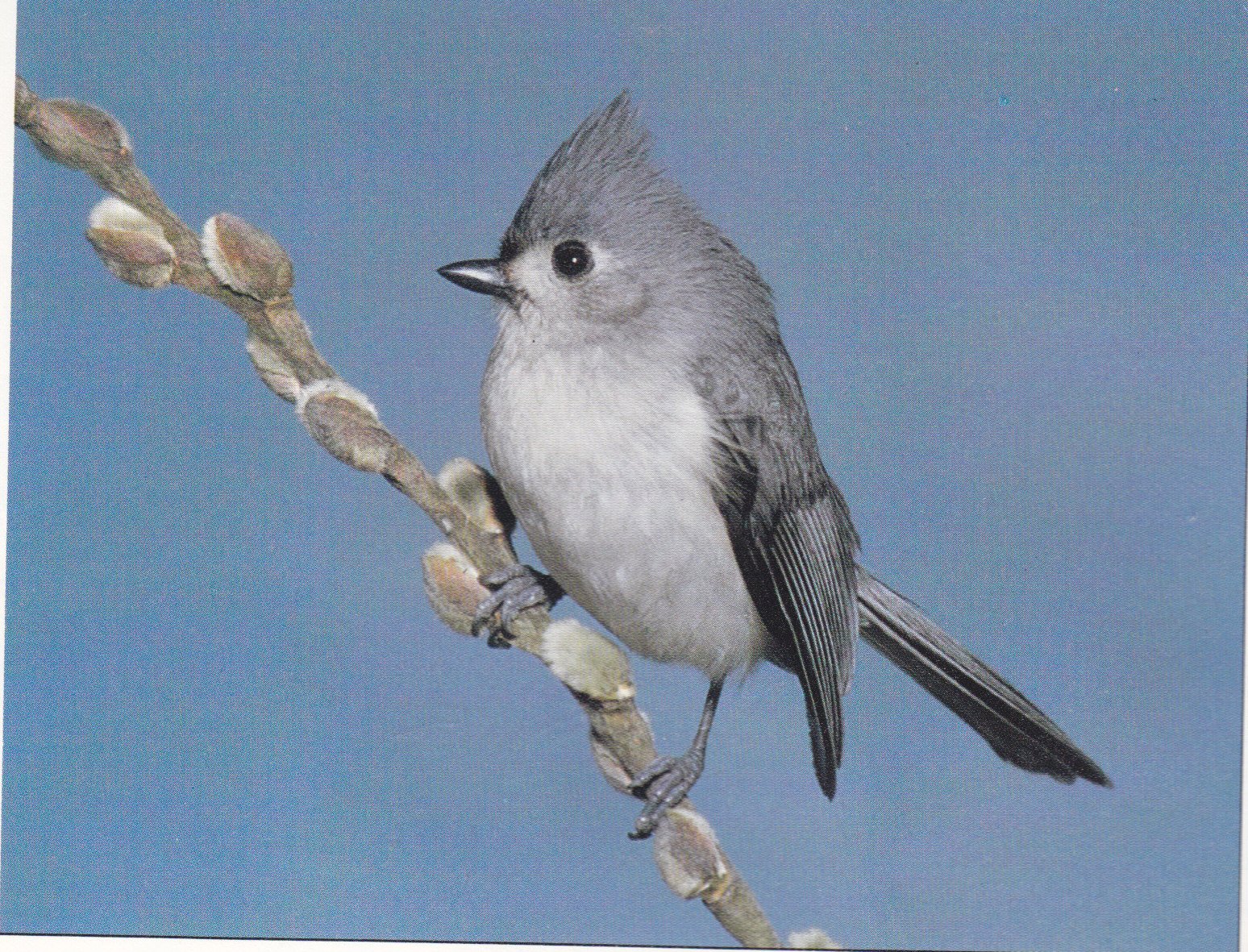 The Bird Feeder Book: Attracting, Identifying, Understanding Feeder Birds used book depot