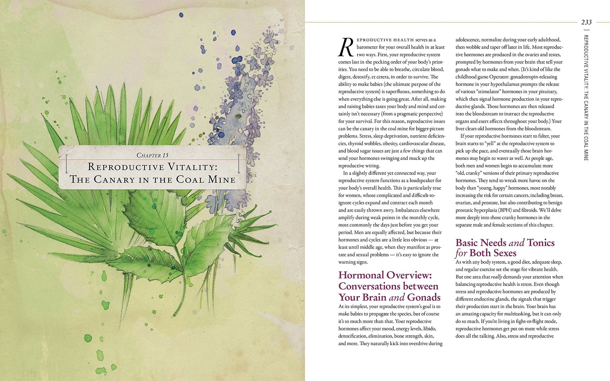 Body into Balance: An Herbal Guide to Holistic Self-Care used book depot