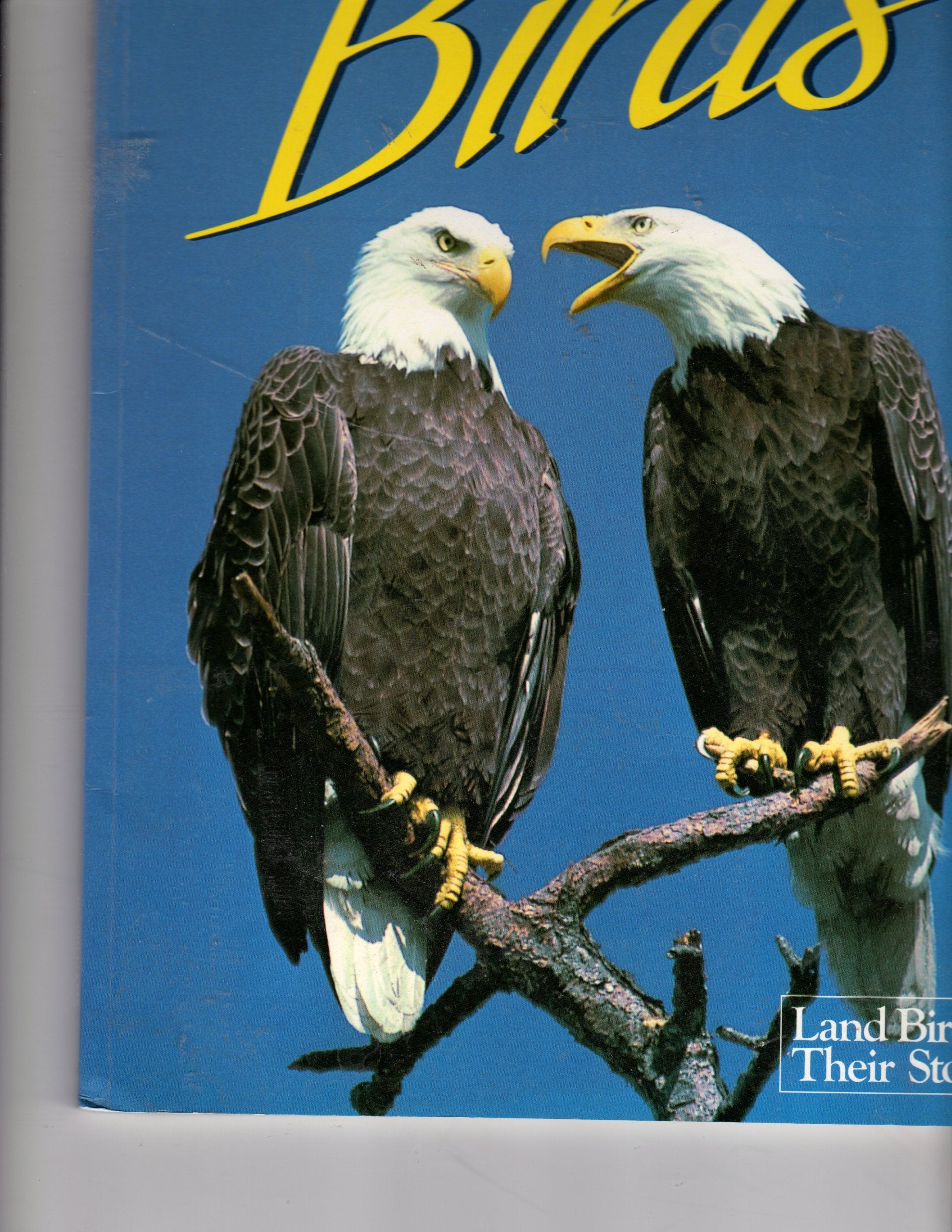 Florida's Fabulous Birds: Land Birds: Their Stories used book depot