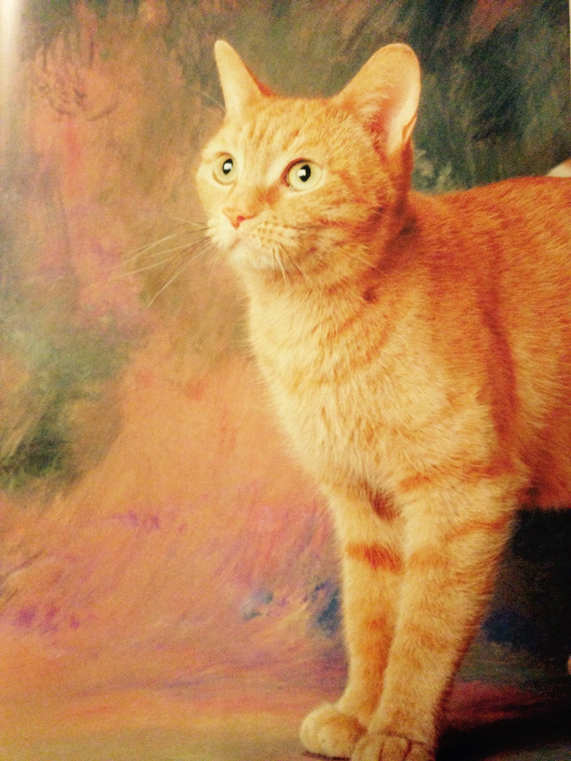 CATS