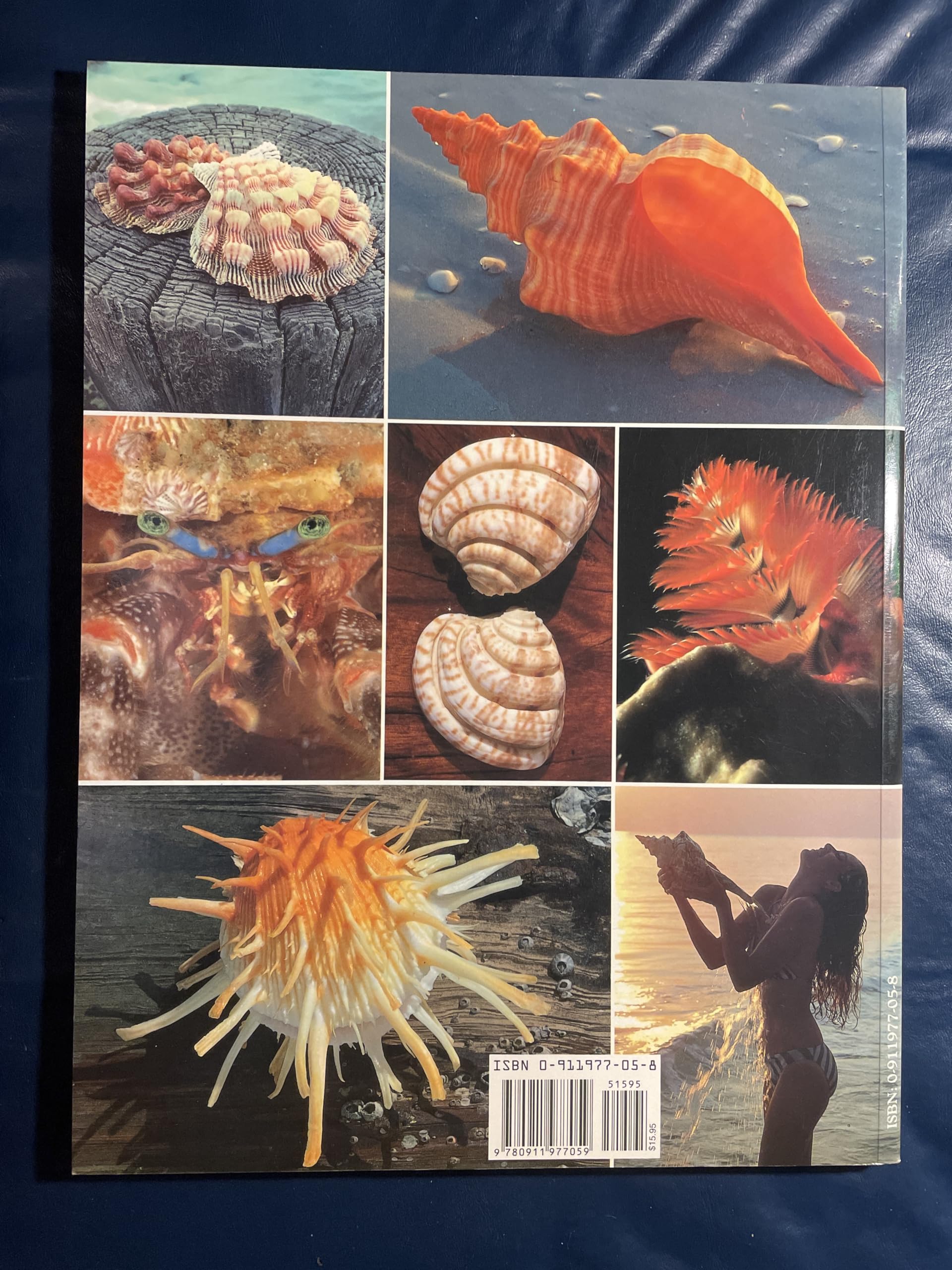 Florida's Fabulous Seashells: And Other Seashore Life used book depot