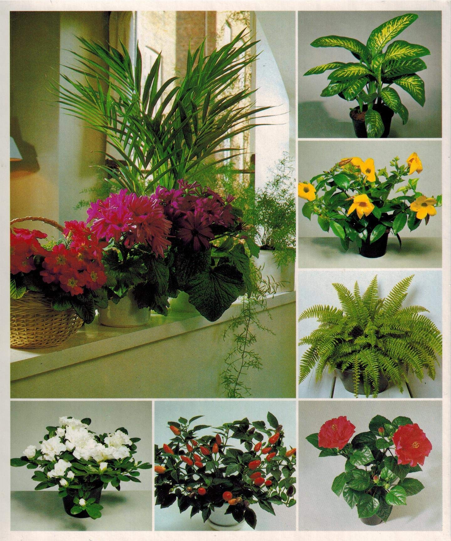 Success with House Plants - 3 Ring Binders including groups 1 - 19 used book depot