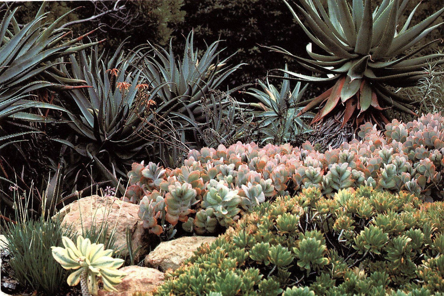 AMERICAN GARDEN GUIDES: Dry Climate Gardening with Succulents used book depot