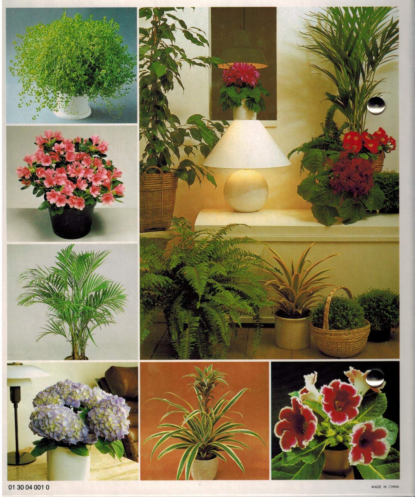 Success with House Plants - 3 Ring Binders including groups 1 - 19 used book depot