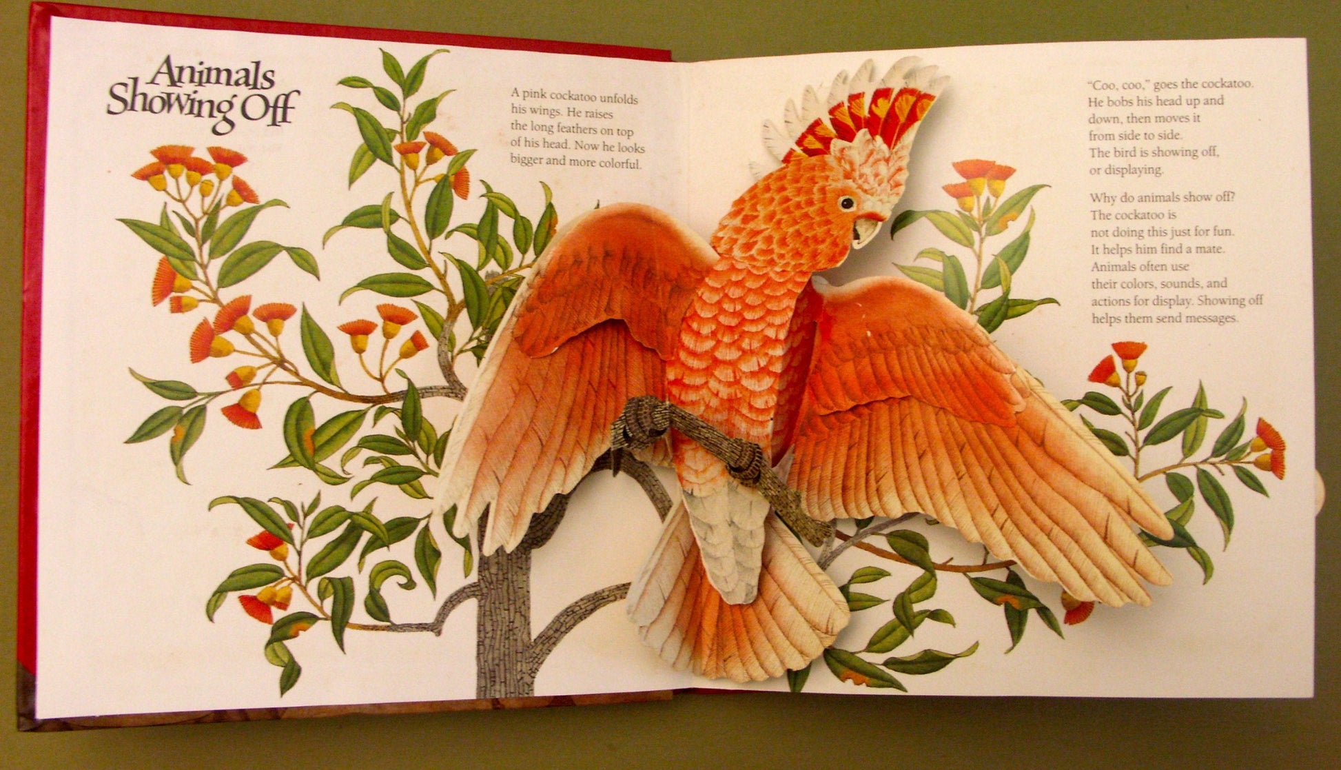 Animals Showing Off (A Pop-Up Book) (National Geographic Action Book) used book depot