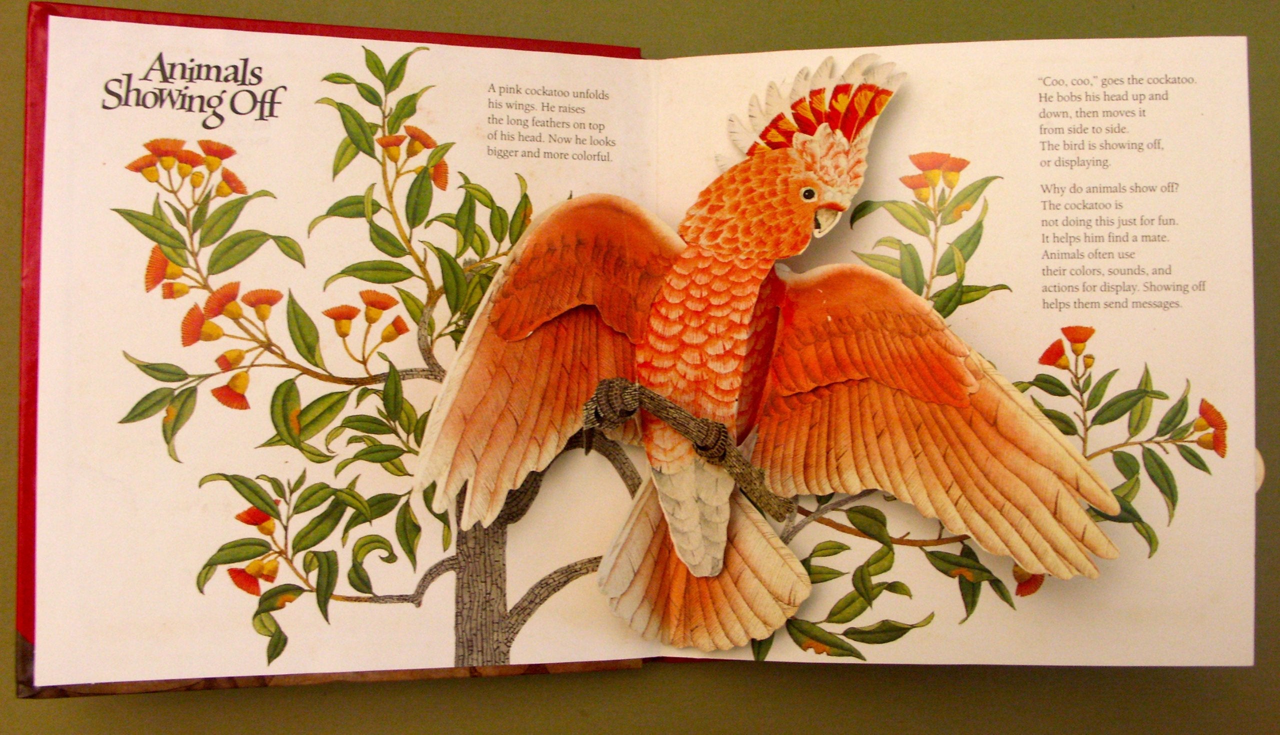 Animals Showing Off (A Pop-Up Book) (National Geographic Action Book) used book depot