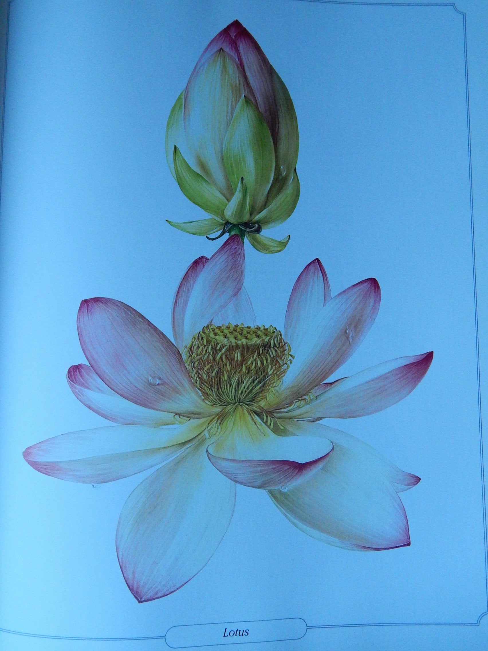 The Language of Flowers