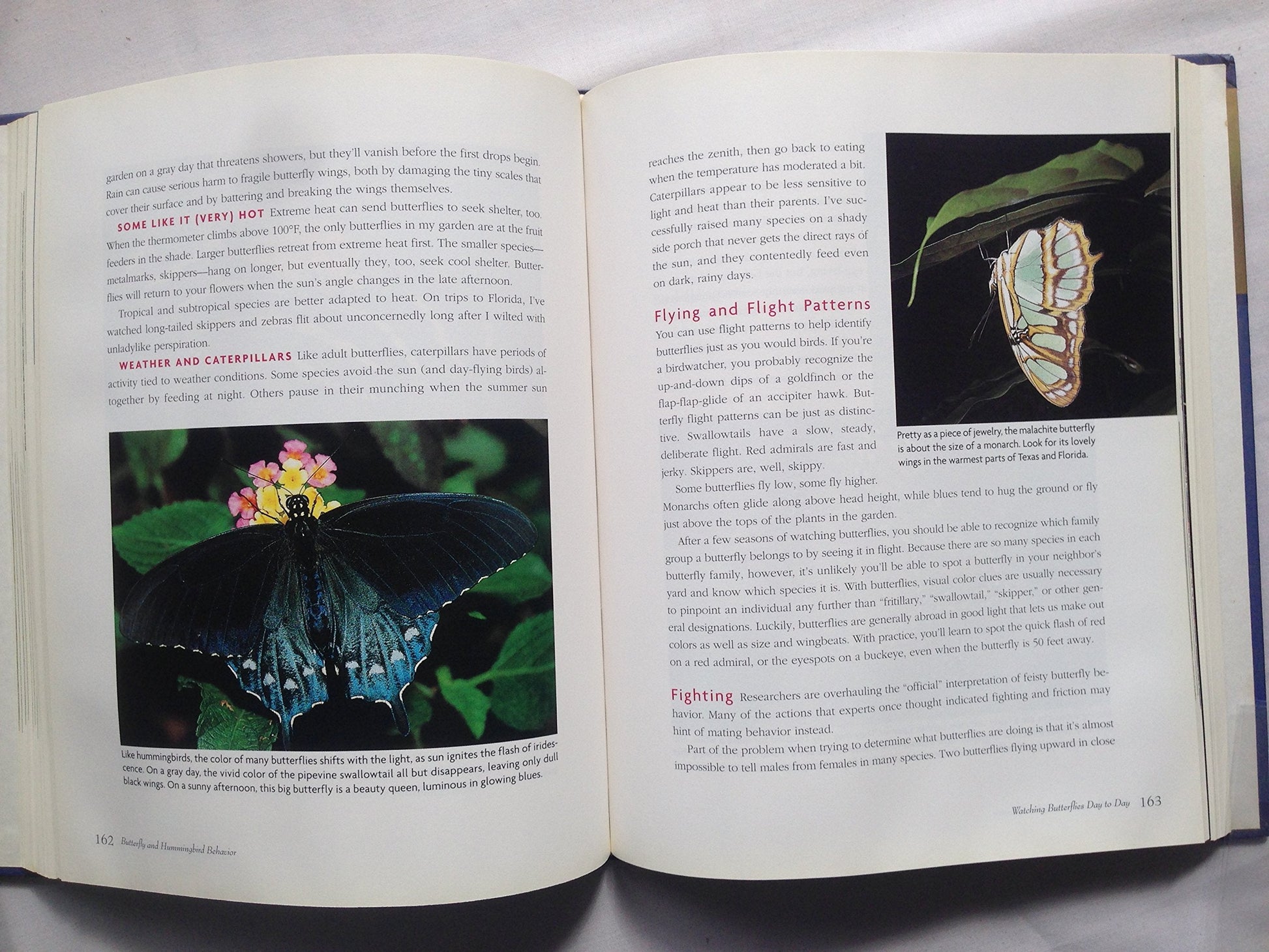 Attracting Hummingbirds and Butterflies to Your Backyard : Watch Your Garden Come Alive With Beauty on the Wing used book depot