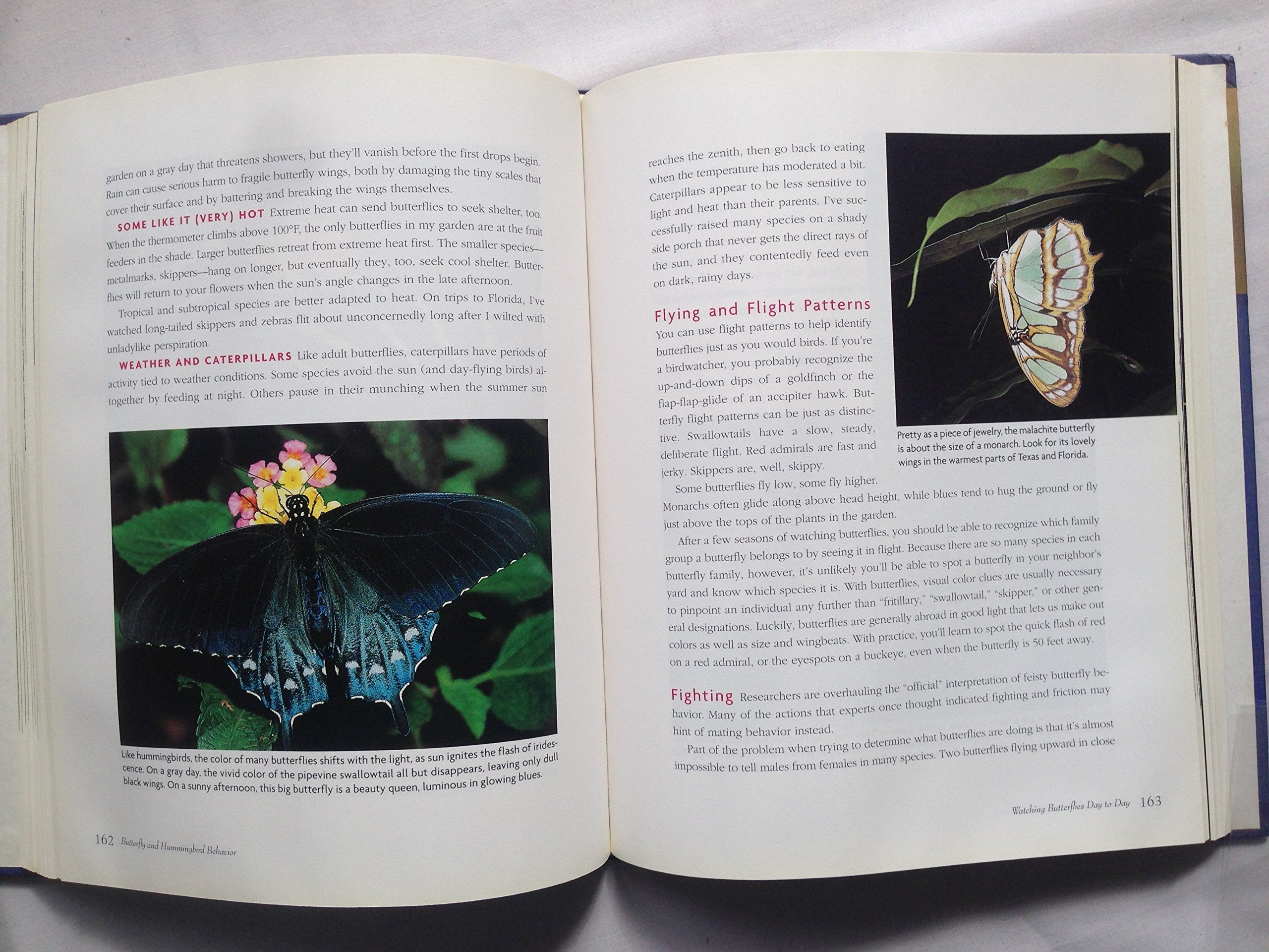 Attracting Hummingbirds and Butterflies to Your Backyard : Watch Your Garden Come Alive With Beauty on the Wing used book depot