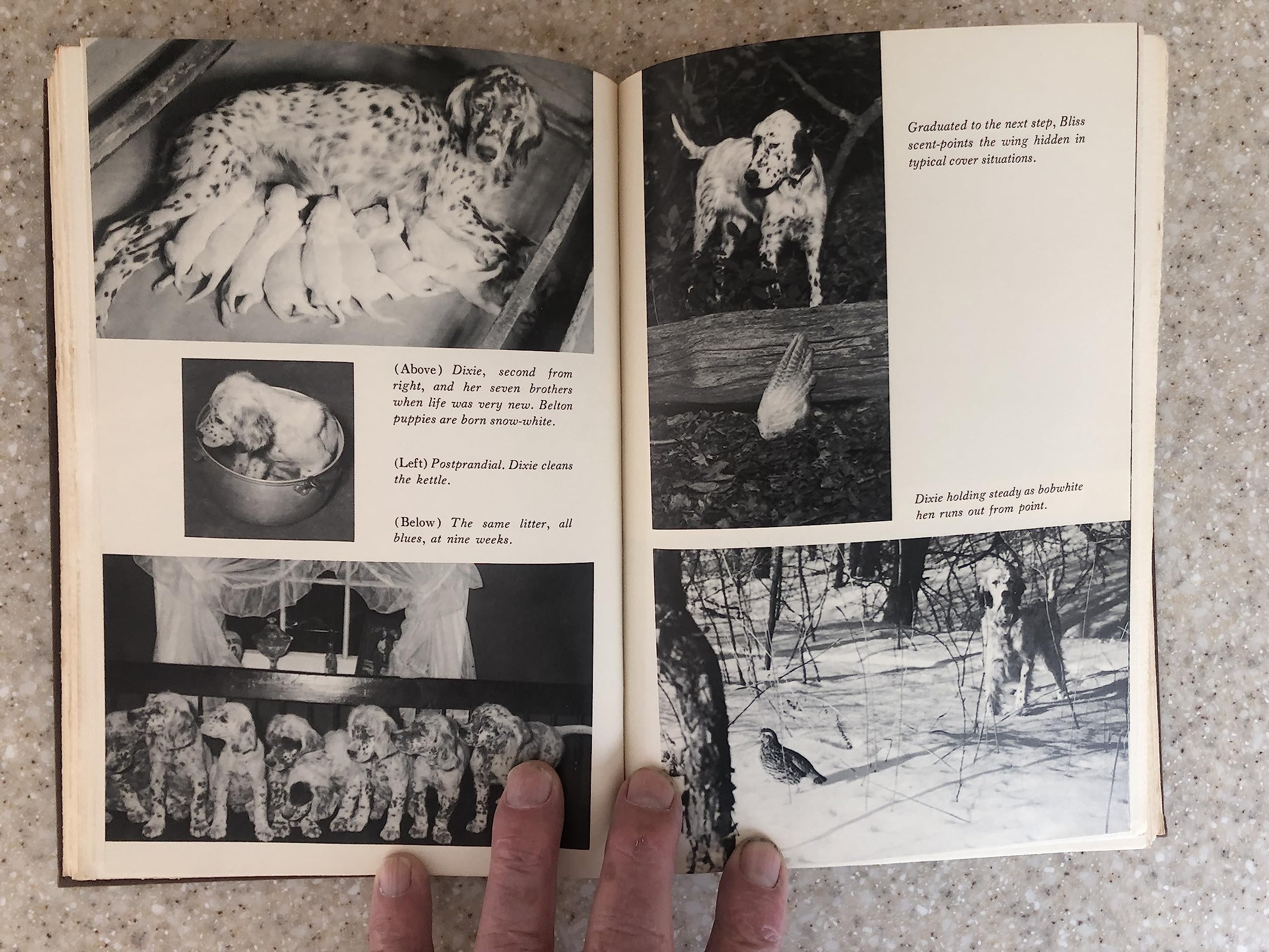 The Upland Shooting Life (1st Edition)