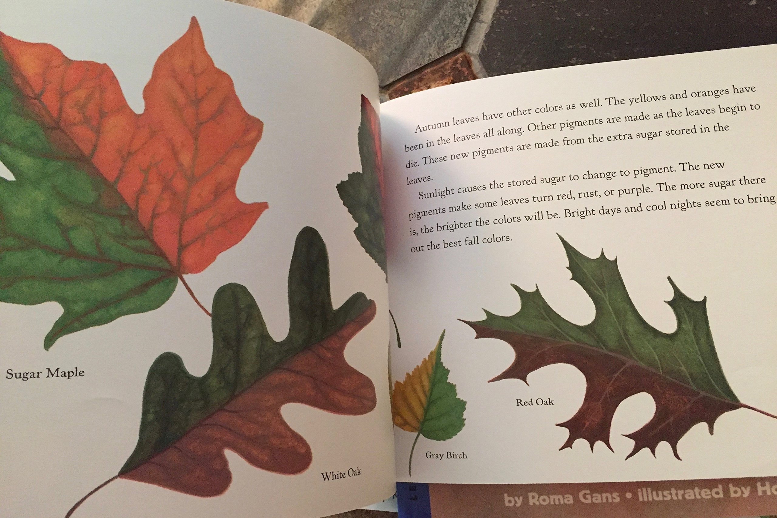Why Do Leaves Change Color? (Let's-Read-and-Find-Out Science, Stage 2) used book depot