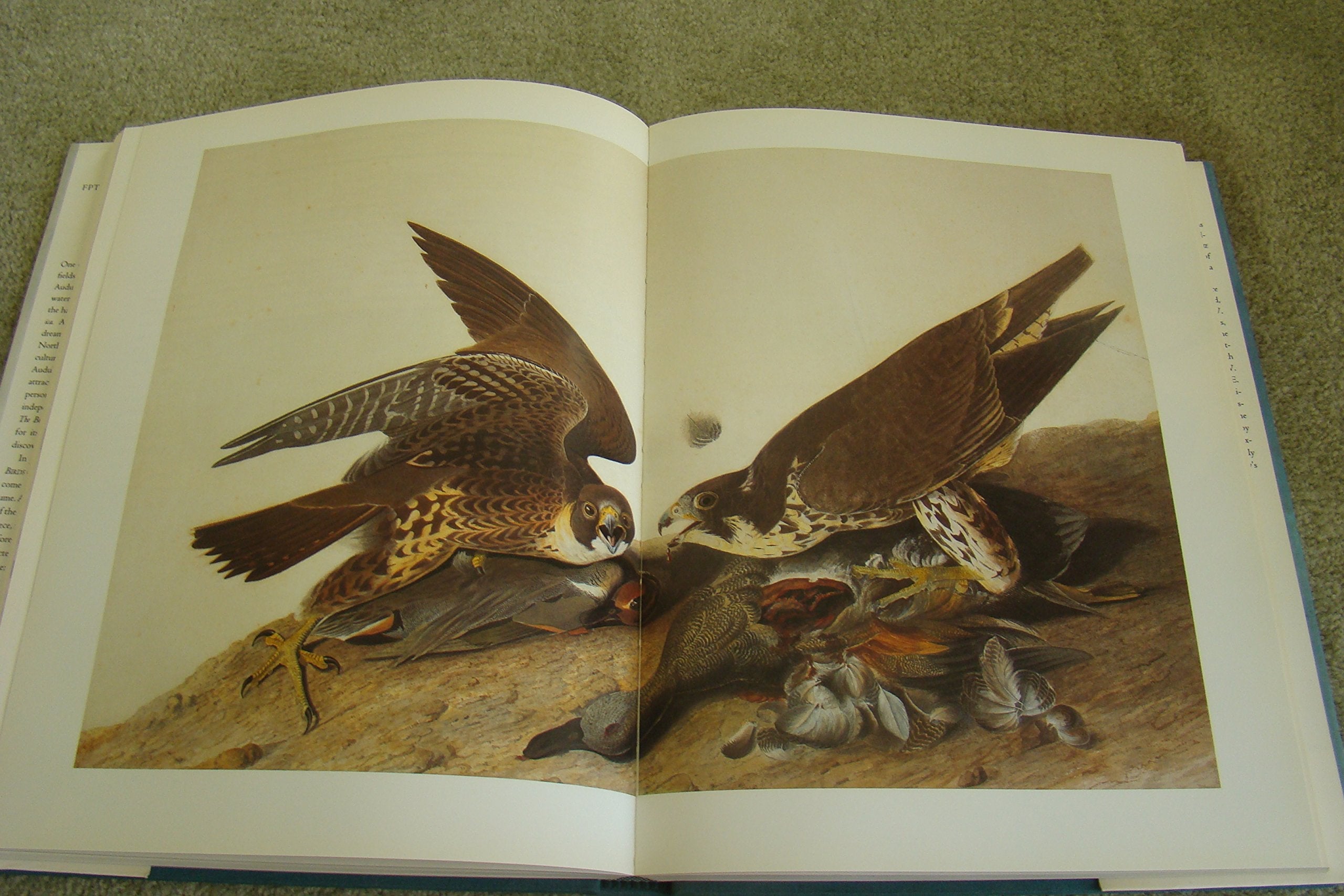John James Audubon: The Watercolors for the Birds of America used book depot