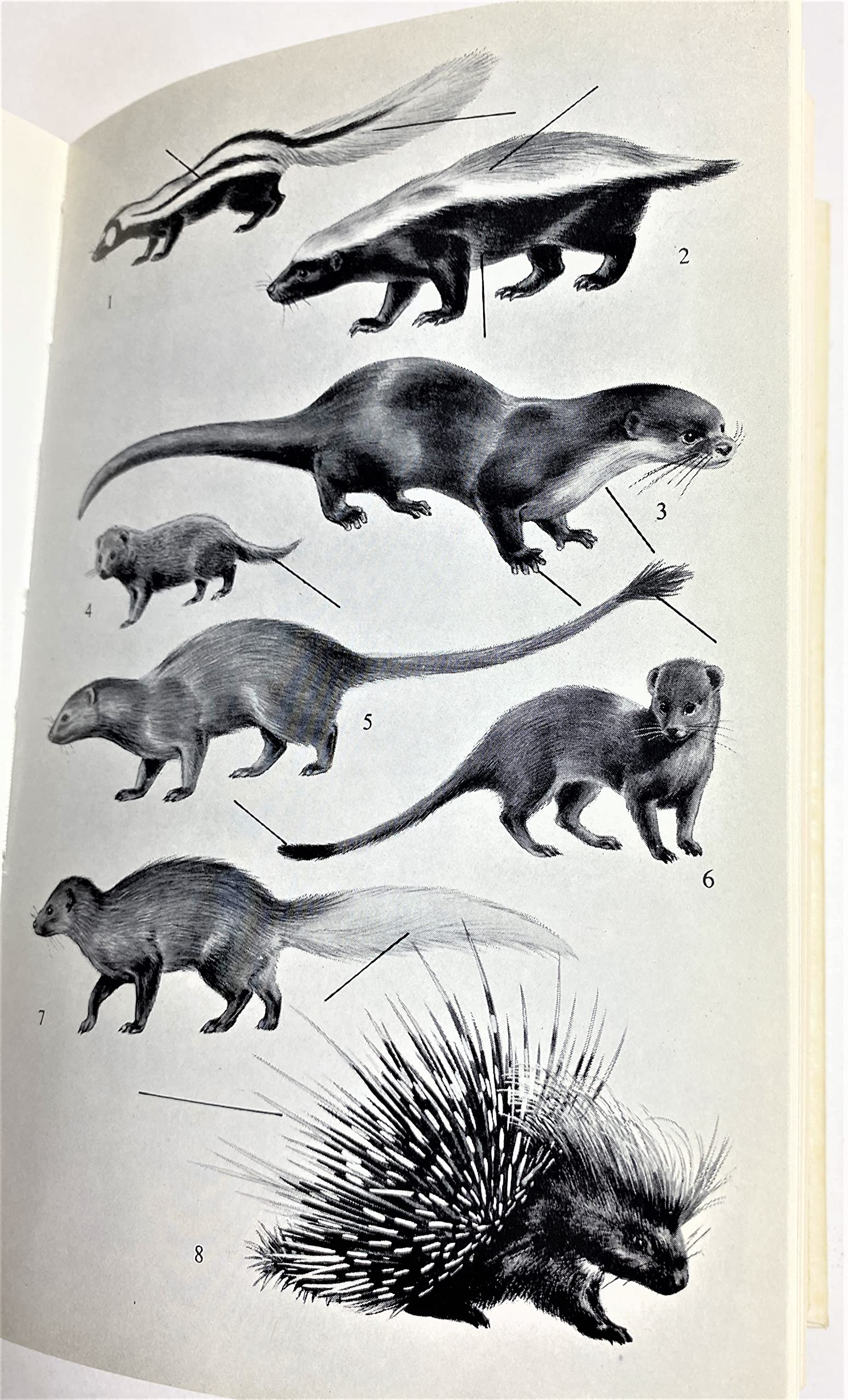 National Parks of East Africa (Collins Field Guides) used book depot
