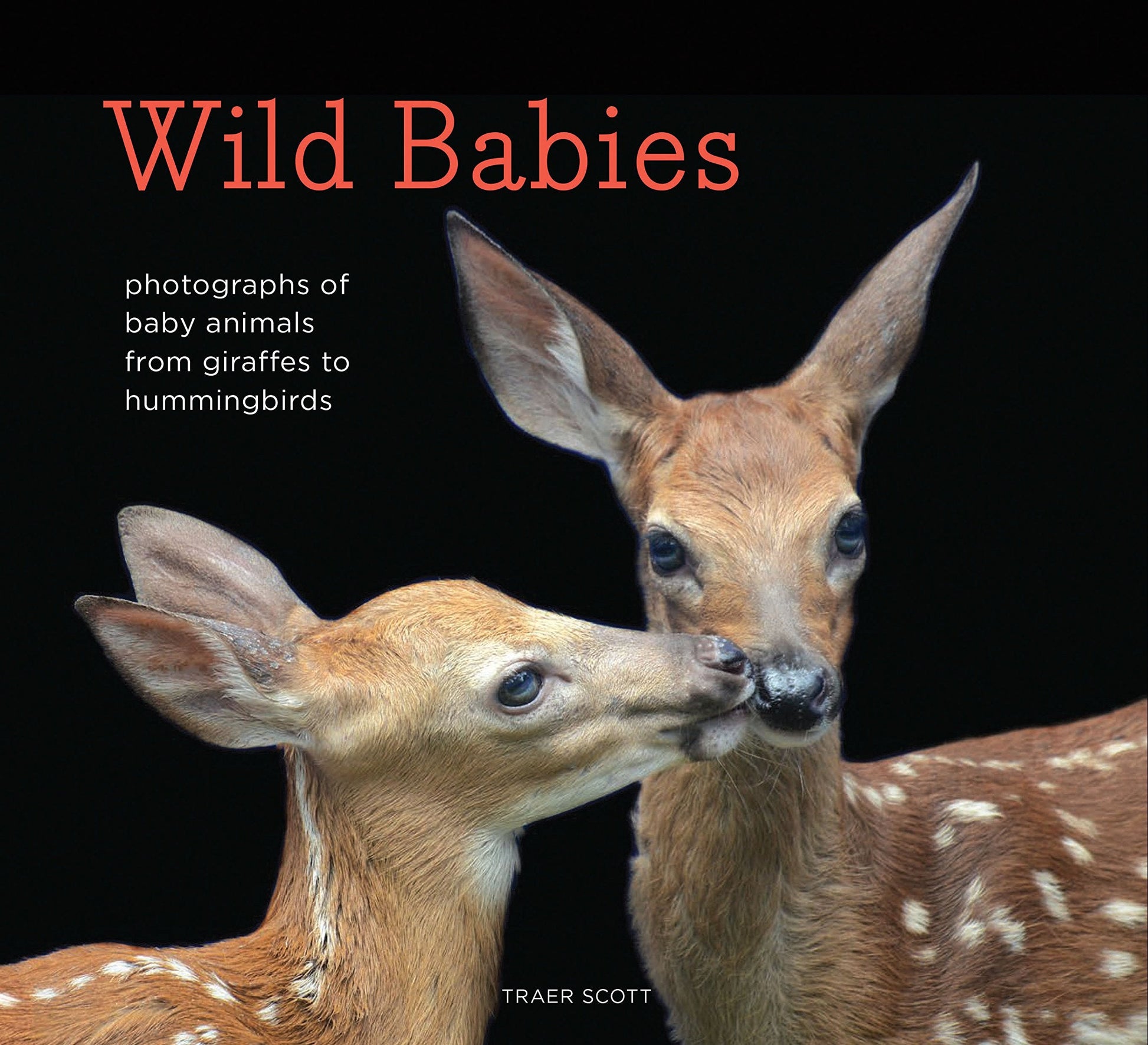 Wild Babies: Photographs of Baby Animals from Giraffes to Hummingbirds used book depot