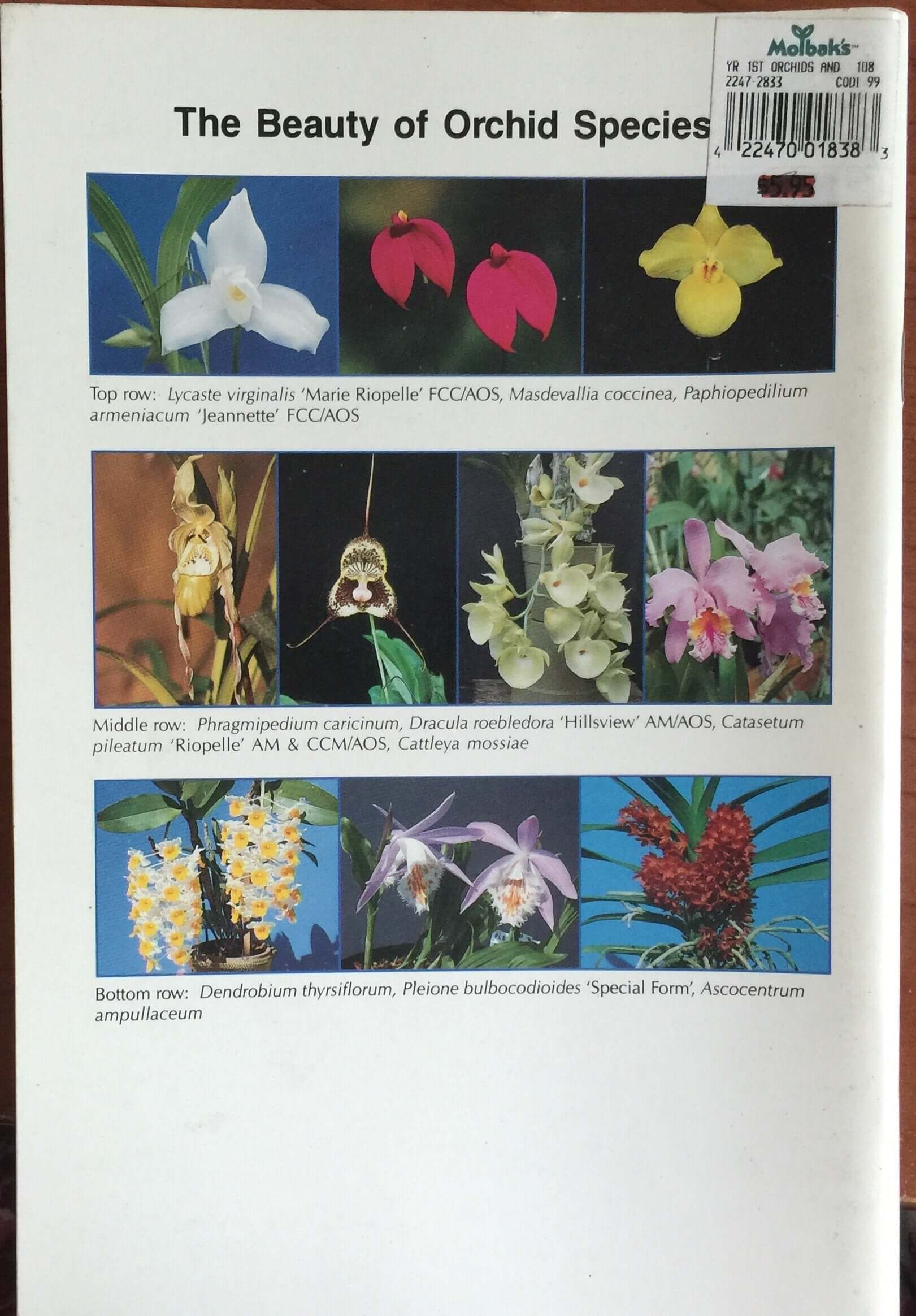 Your First Orchids and How to Grow Them used book depot