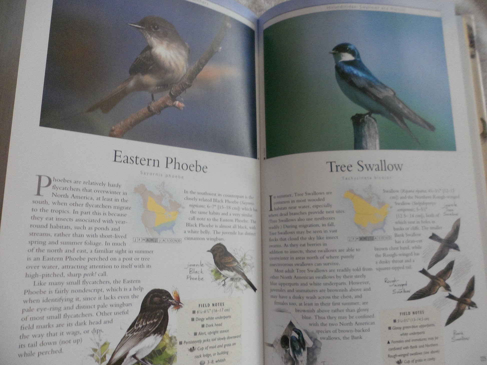 Birding (Nature Company Guides) used book depot