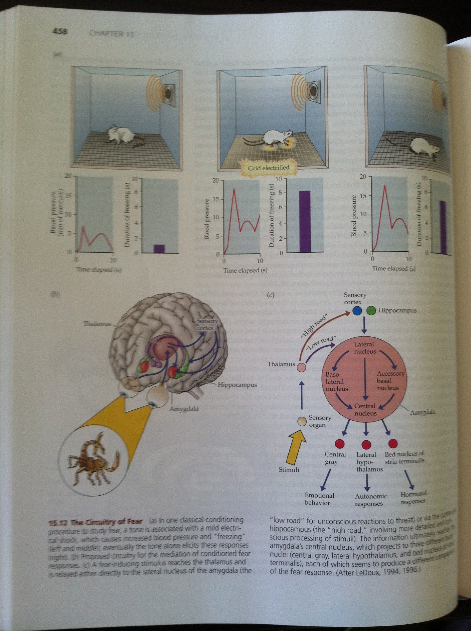 Biological Psychology: An Introduction to Behavioral, Cognitive, and Clinical Neuroscience used book depot