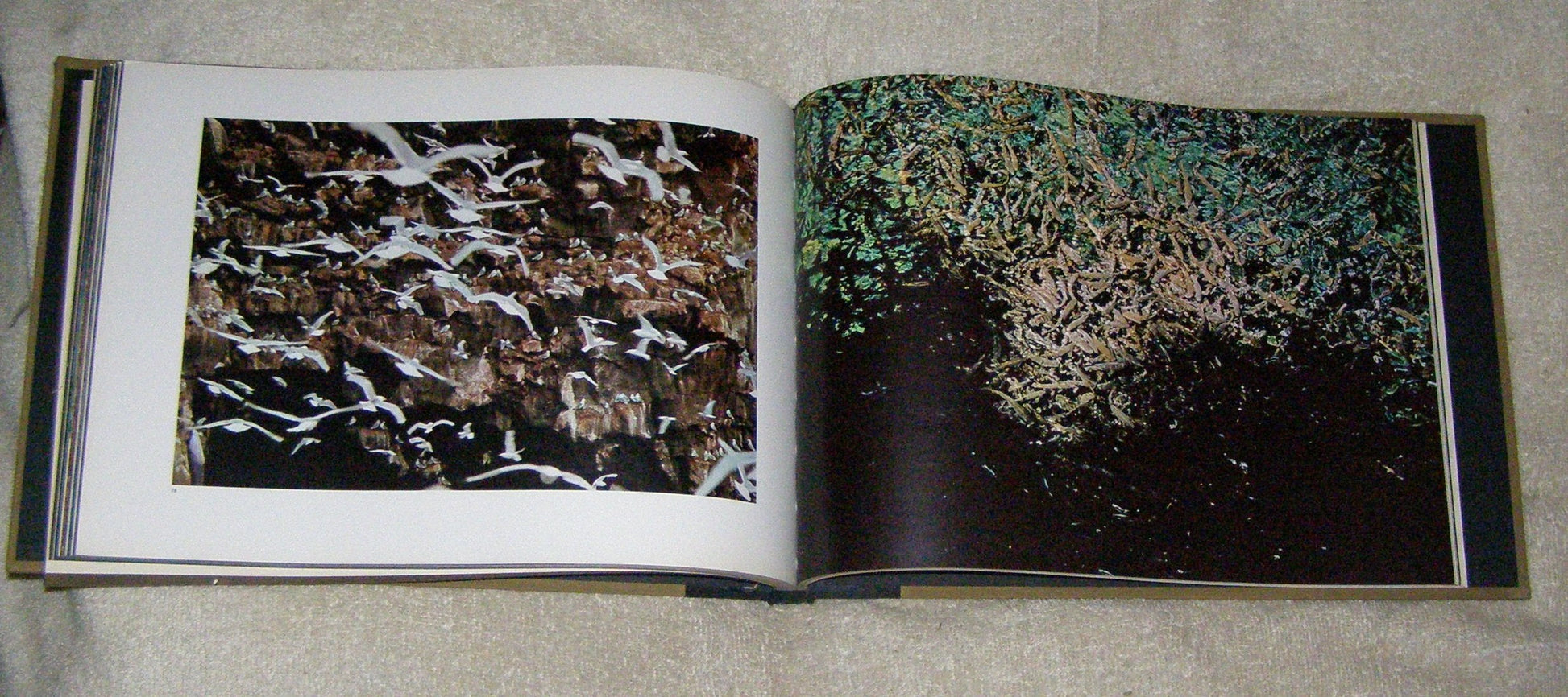 The Creation (A Studio Book) used book depot