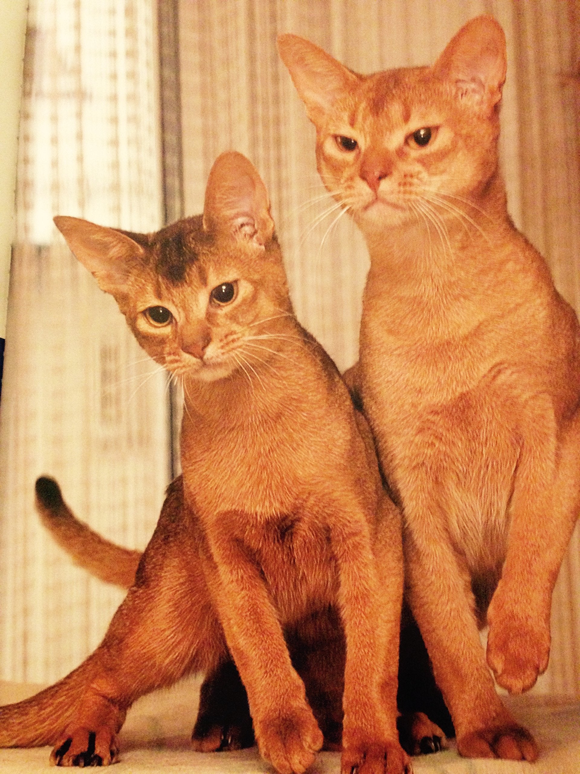 CATS