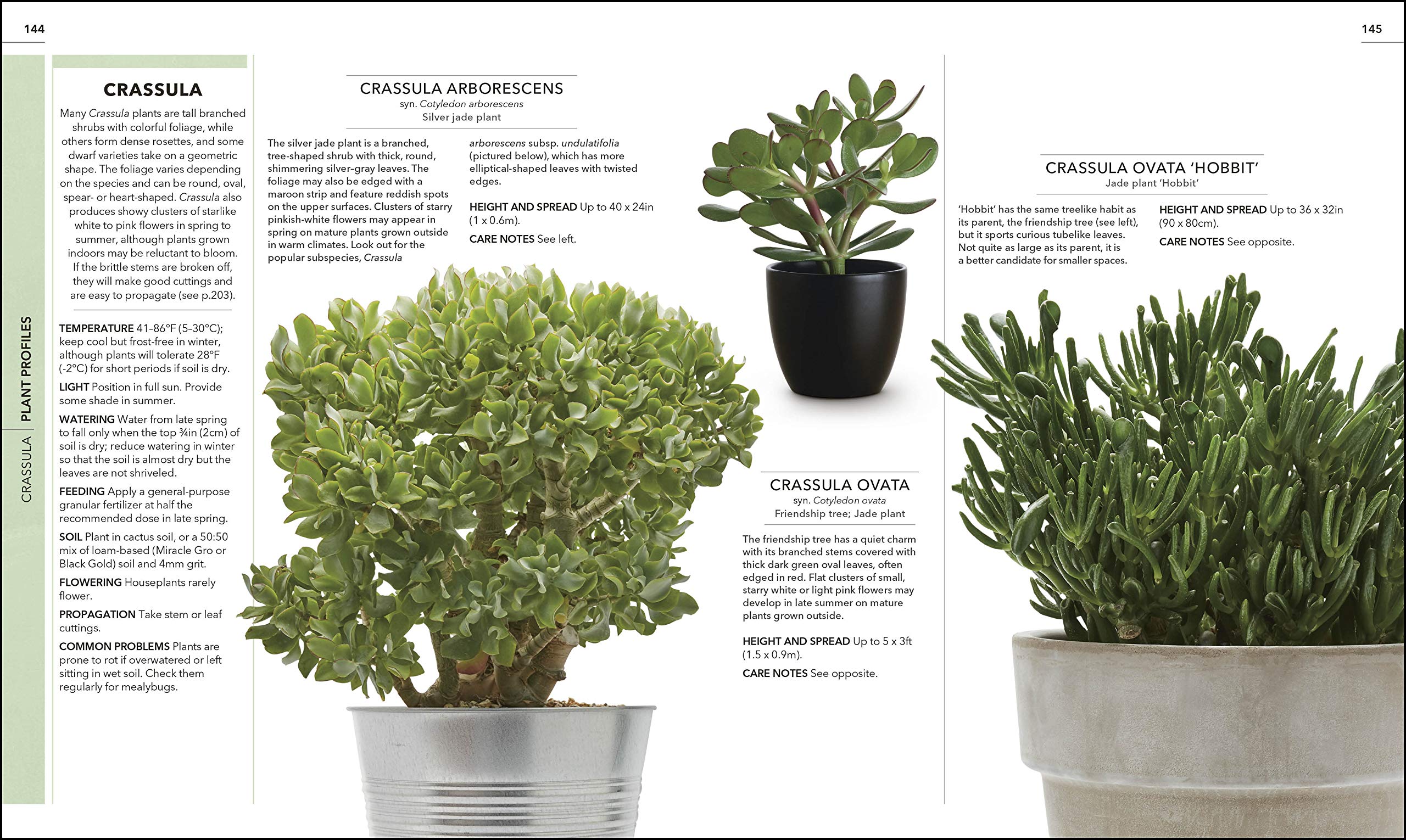 Practical Cactus and Succulent Book: The Definitive Guide to Choosing, Displaying, and Caring for more than 200 Cacti used book depot