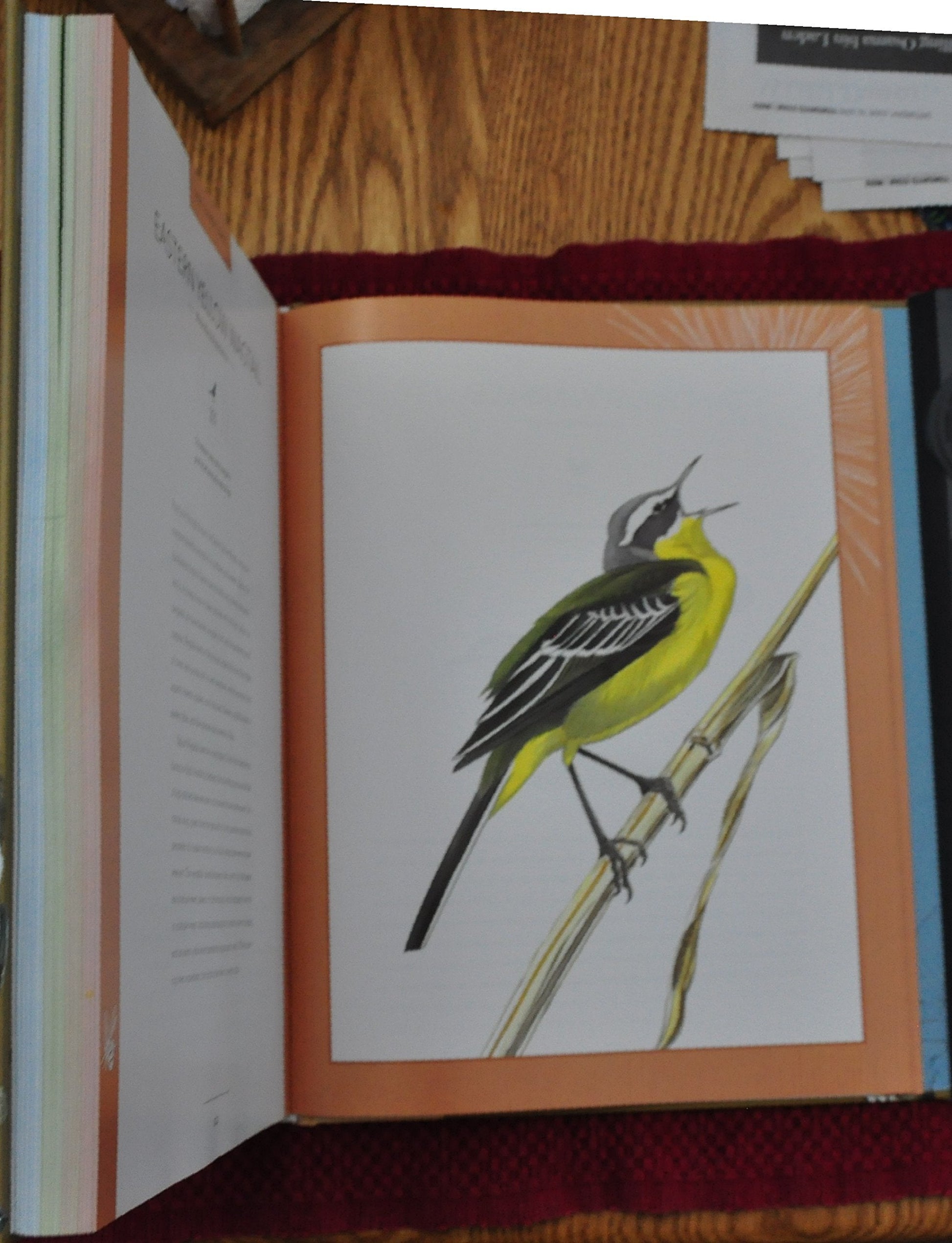Bird Songs: 250 North American Birds in Song used book depot