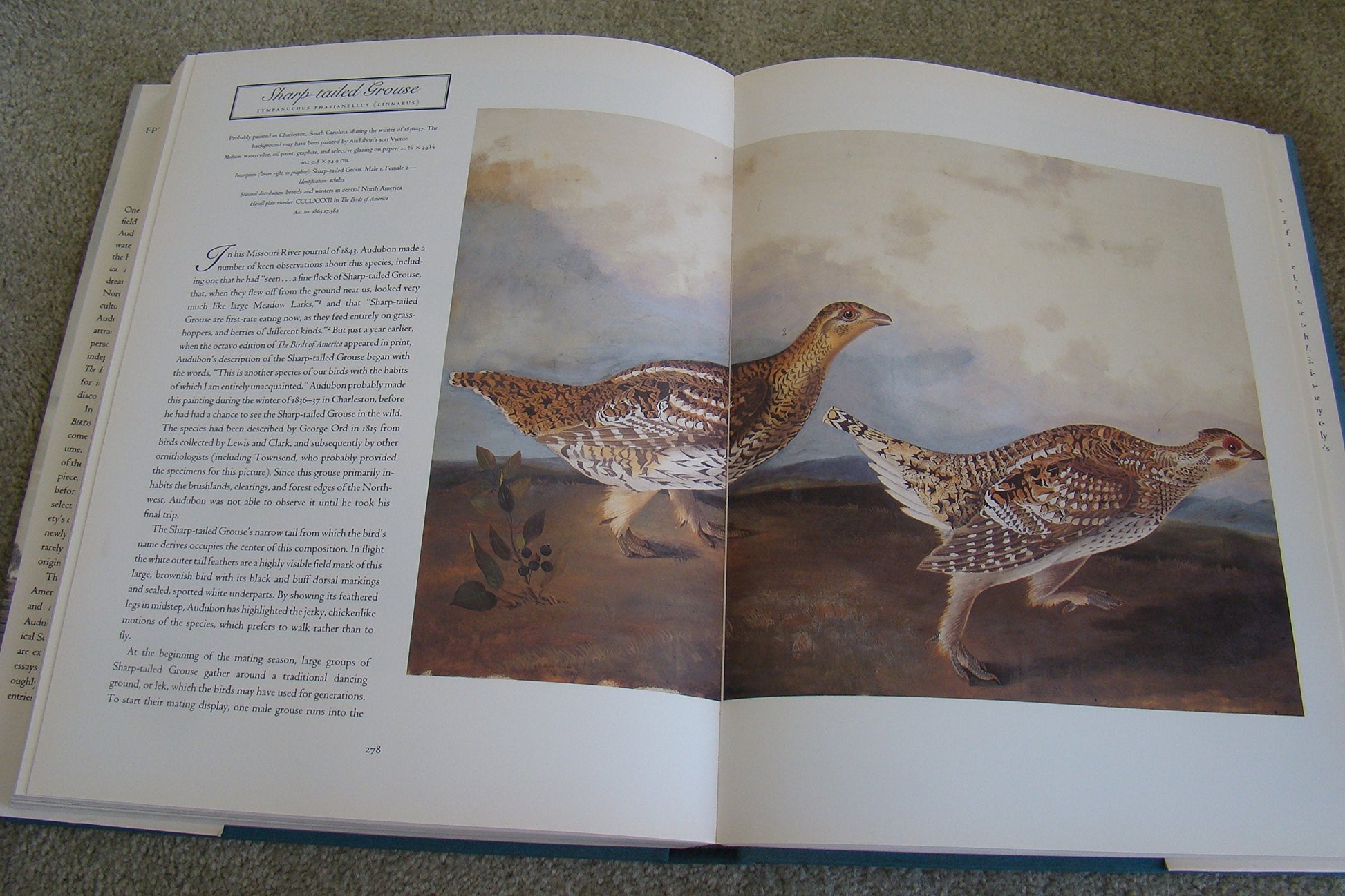 John James Audubon: The Watercolors for the Birds of America used book depot