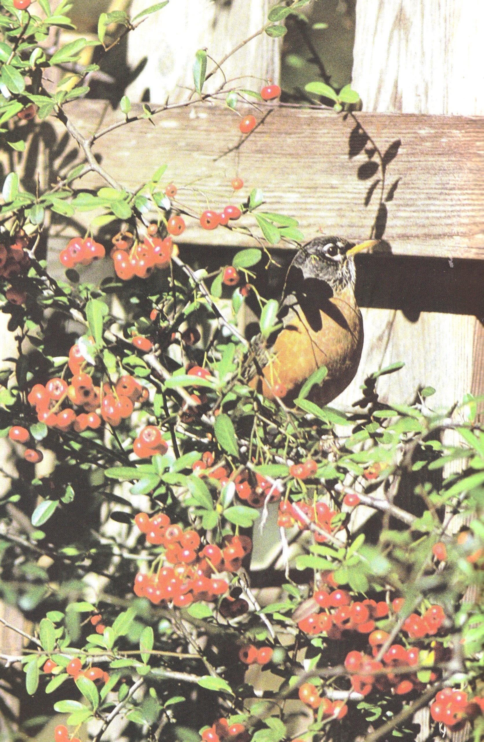 How to Attract Birds used book depot
