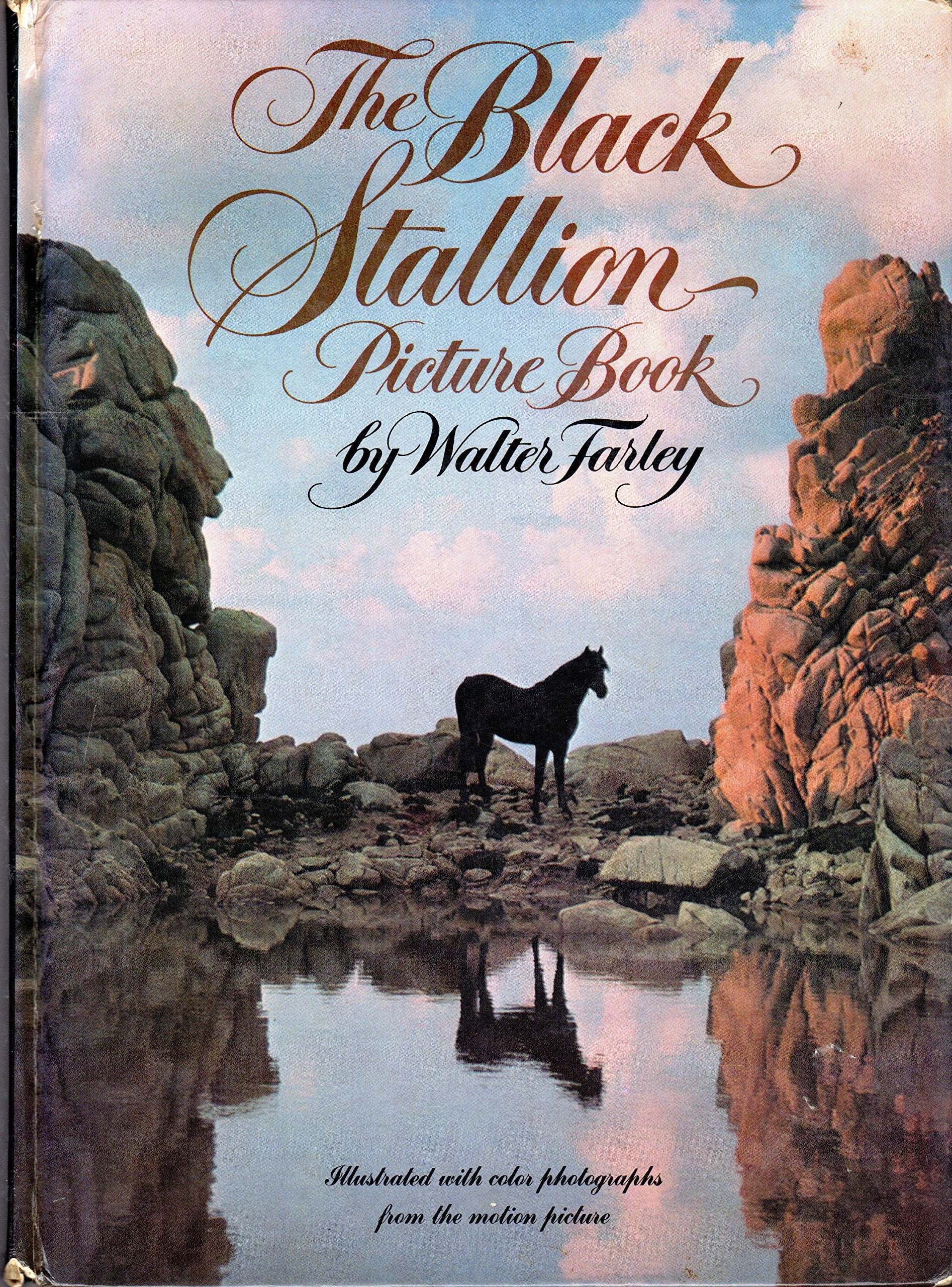 The Black Stallion Picture Book (Illustrated with Color Photographs From The Motion Picture) used book depot