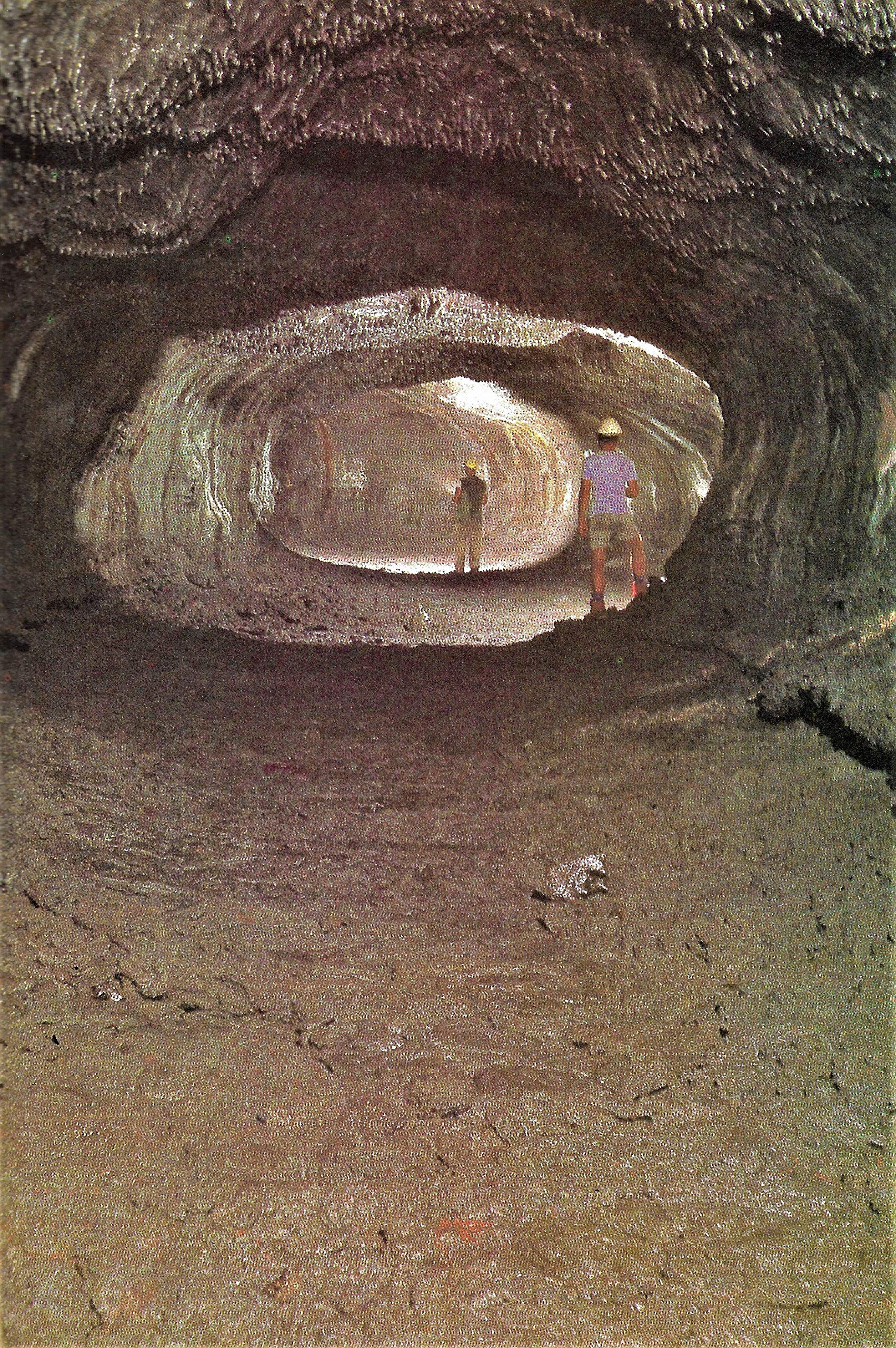 The Living Planet: A Portrait of the Earth used book depot