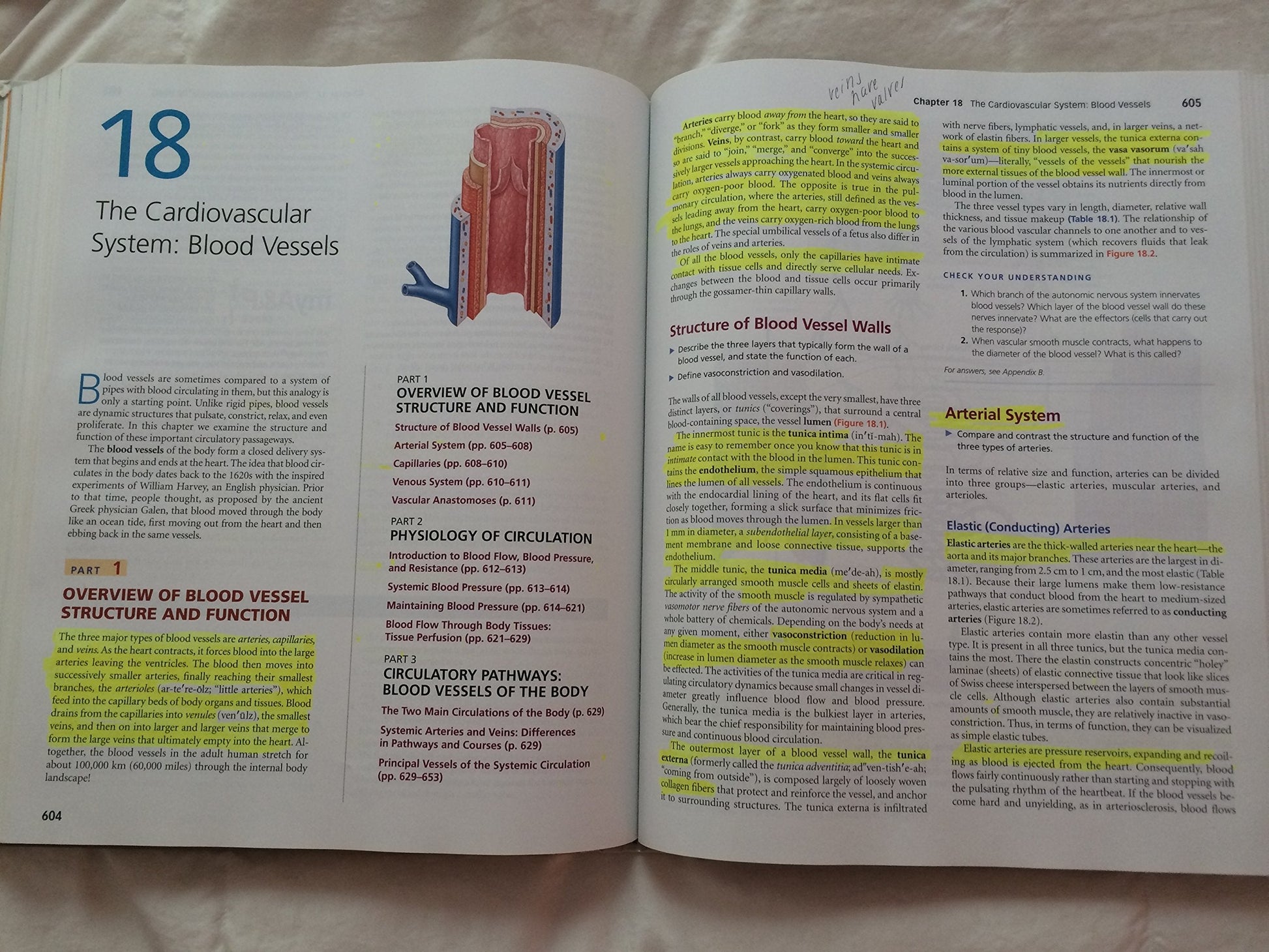 Anatomy & Physiology, 4th Edition used book depot