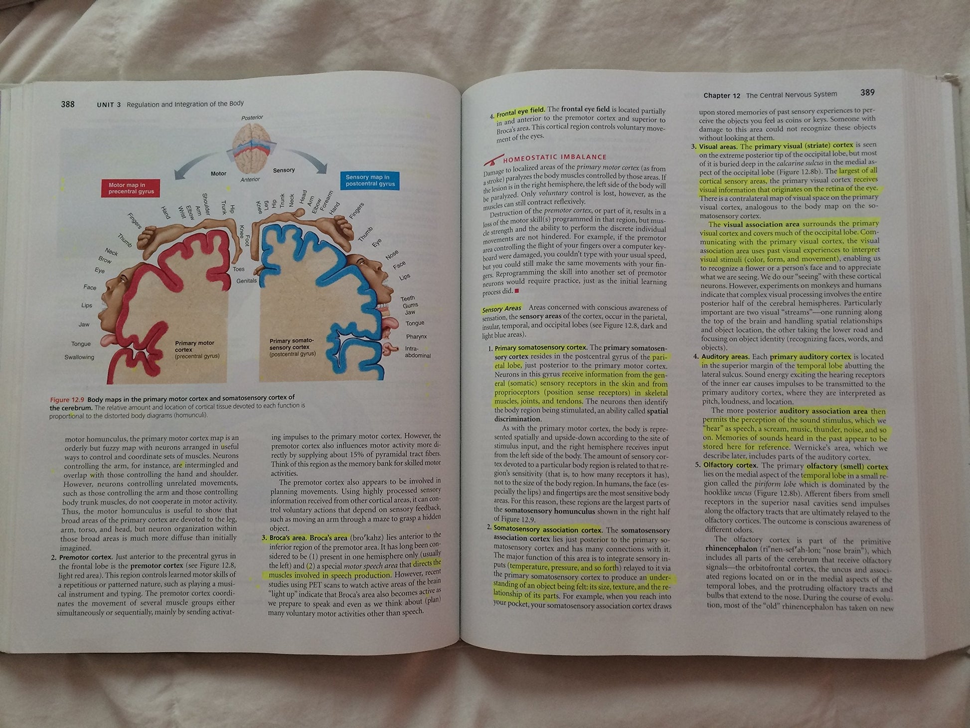 Anatomy & Physiology, 4th Edition used book depot