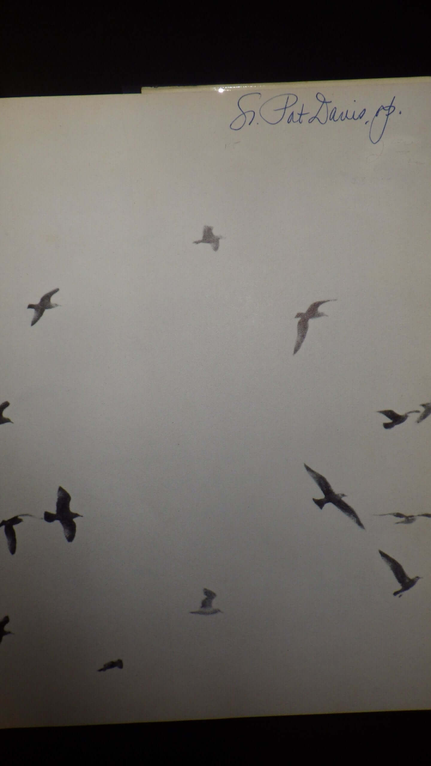 Jonathan Livingston Seagull used book depot